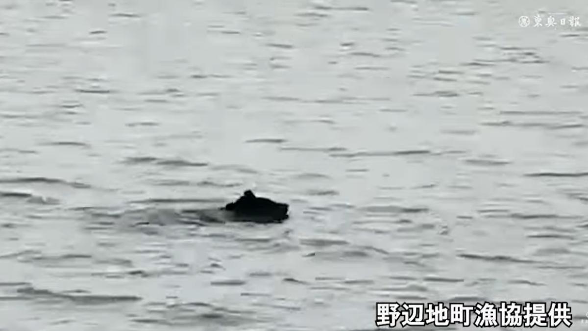 青森縣陸奧灣驚見一頭黑熊在海面游泳，漁民一度誤認為浮標，引發日本當地熱議。（翻攝自東澳日報）