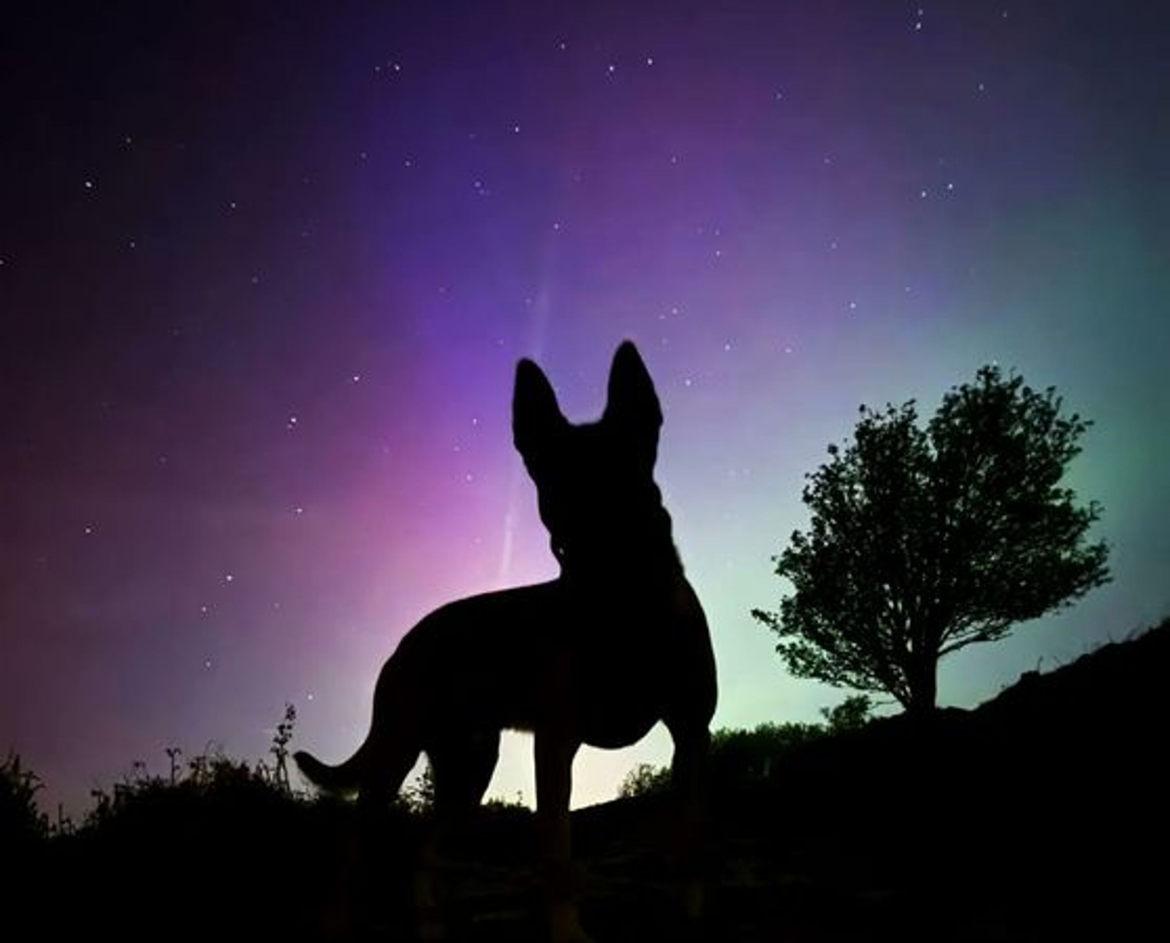英國警犬Chase在出任務時,恰巧邂逅美麗極光,並抓拍到神祕的浪漫剪影。(翻攝自IG @South Yorkshire Police)