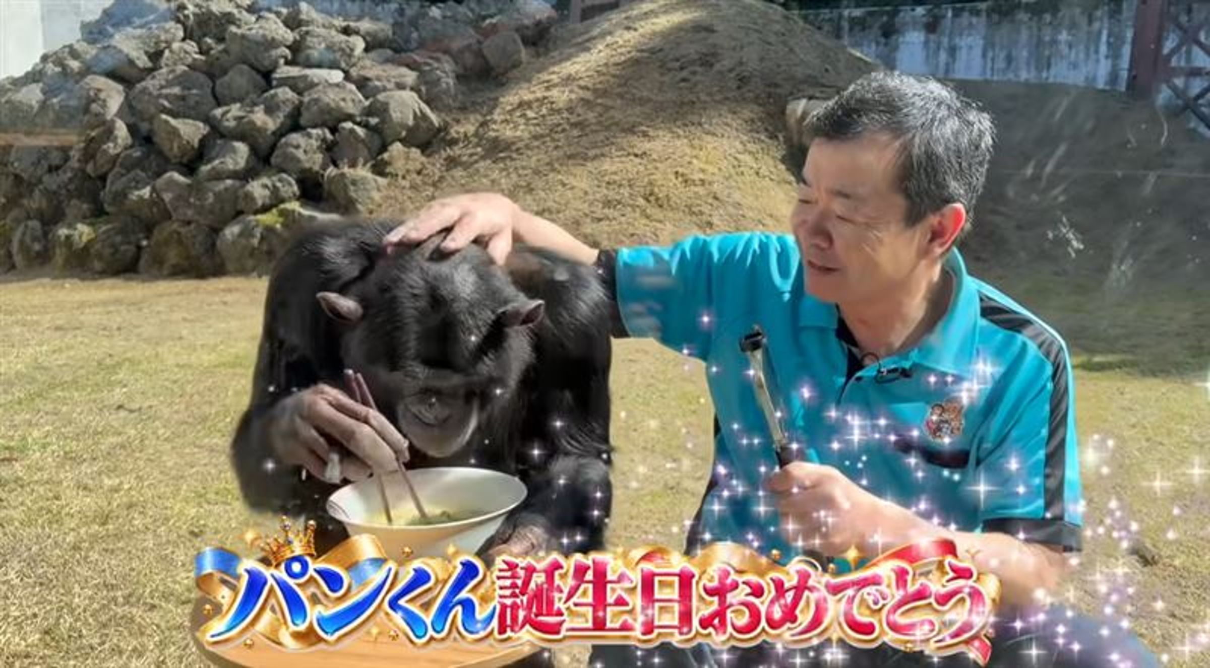 黑猩猩小龐(パン君)迎來25歲生日,除展現熟練使用筷子吃烏龍麵的健康近況外,訓養師宮澤厚也闢謠網路死亡傳聞,並宣布成功讓小龐與伴侶Poco及女兒布丁完成時隔10年的家族團聚。(翻攝自YT)