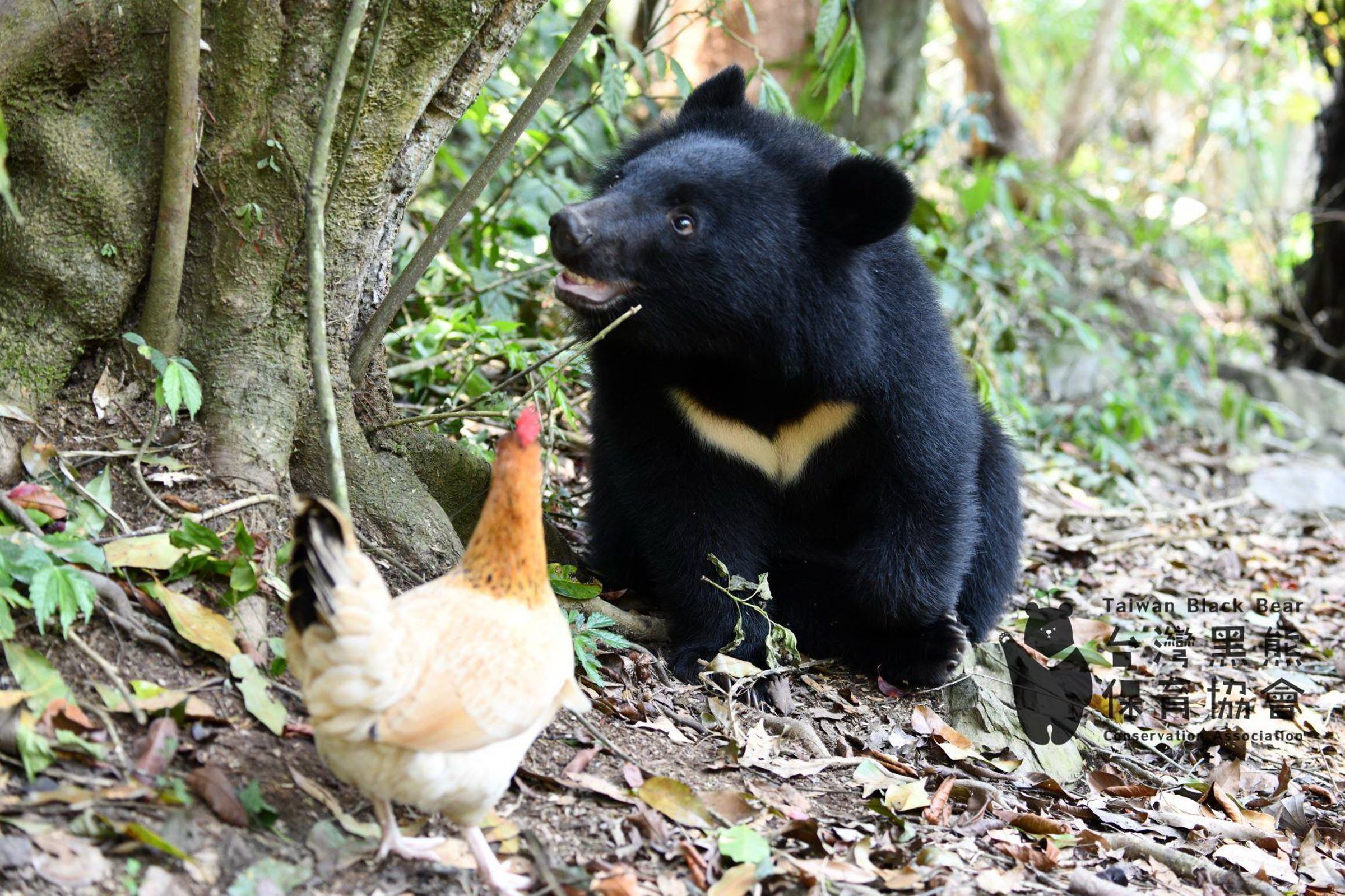 動保團體呼籲,除全面禁用獸鋏,也應禁止使用山豬吊,以保障野生動物及其他動物權利。(翻攝自台灣黑熊保育協會)