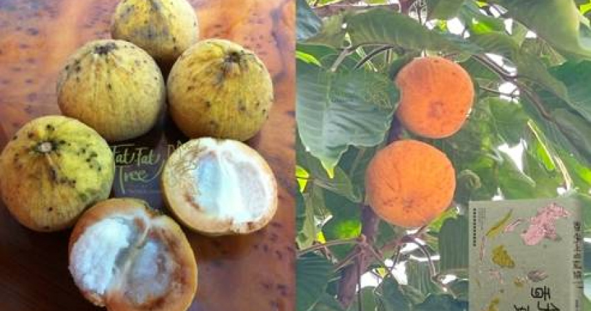 原來今年第18號颱風「山陀兒」是一種熱帶水果的名稱。（翻攝自臉書 @胖胖樹的熱帶雨林）