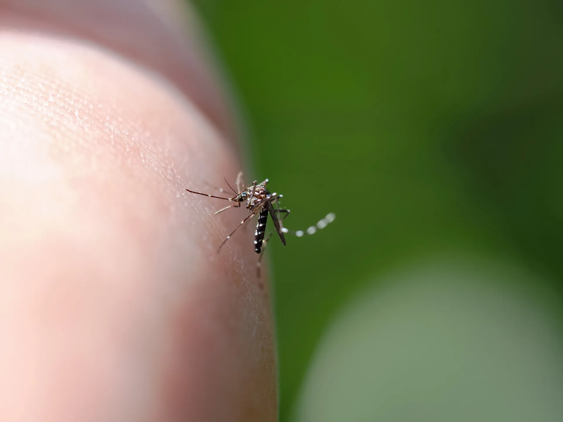 半夜被蚊子騷擾別開燈找！　魚漿夫婦公開靠「手機」讓蚊子自投羅網 
