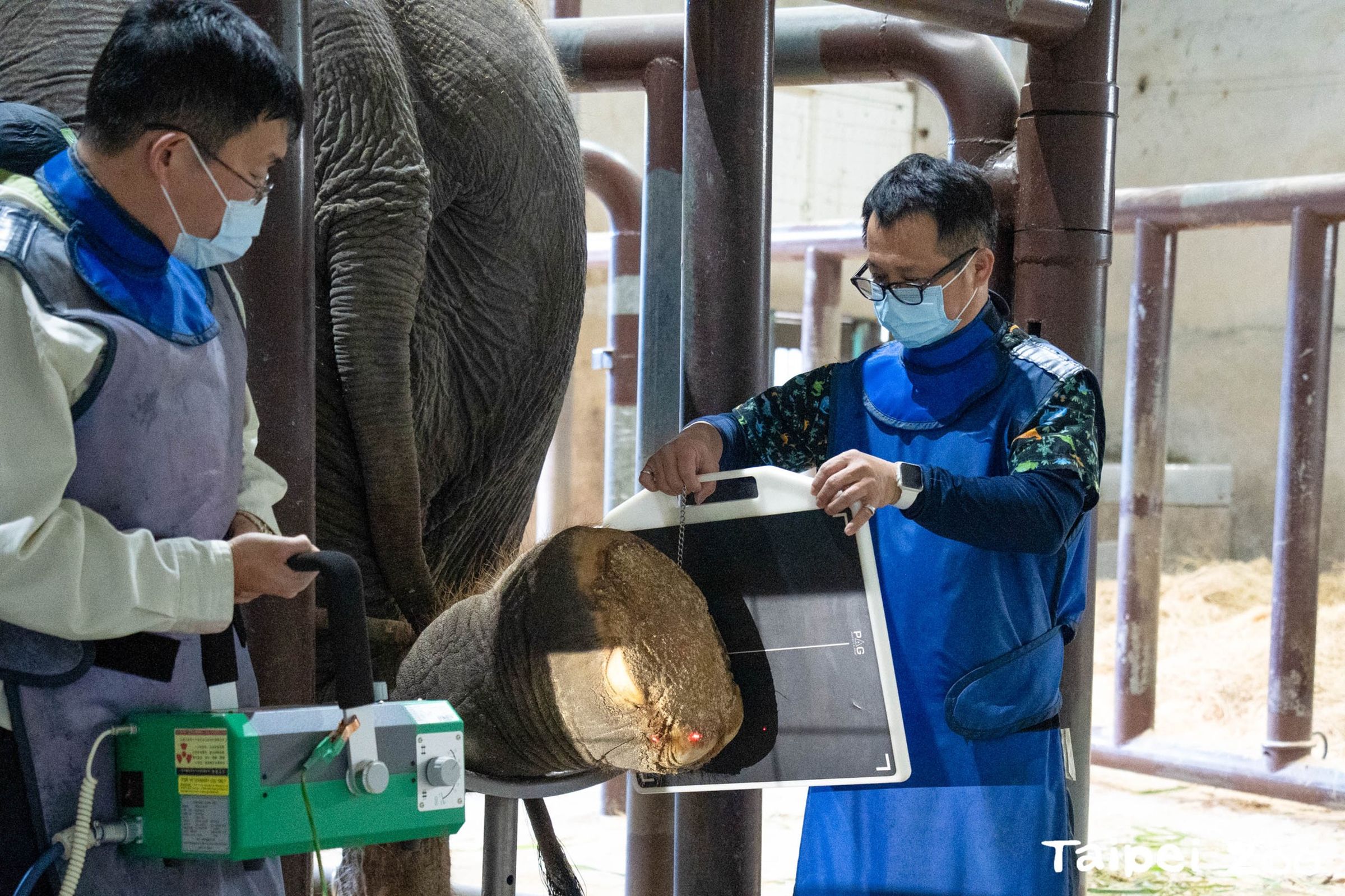 獸醫為亞洲象「友信」左腳治療、拍X光。(台北市立動物園提供)