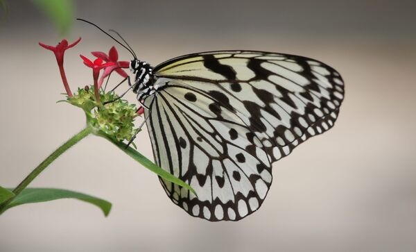 一名爸爸竟為了給孩子見面禮，靠汗水在動物園內偷了2隻大白斑蝶。（翻攝動物園網站）