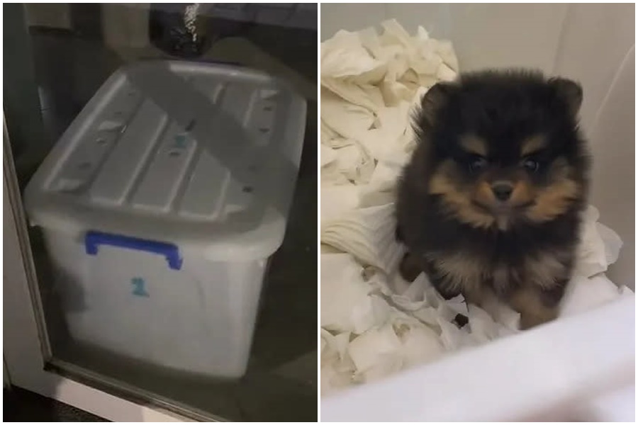 台中市大里區1家知名連鎖寵物店，主打友善寵物優質形象，近日卻爆出打烊竟將狗狗關在狹小的收納箱內。（翻攝自Threads）