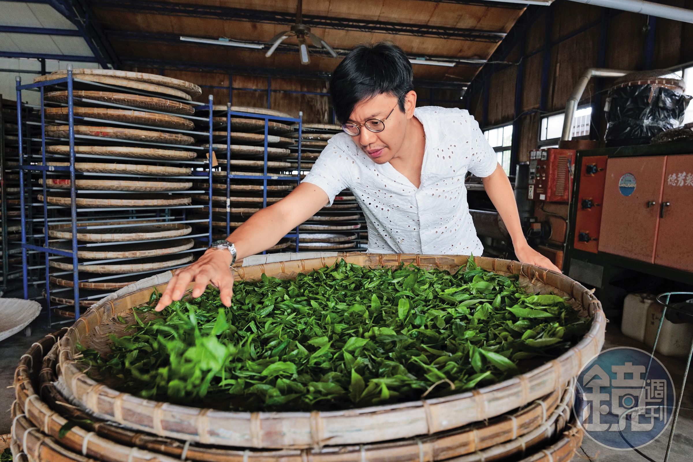 常行深賣茶,更親自製茶。