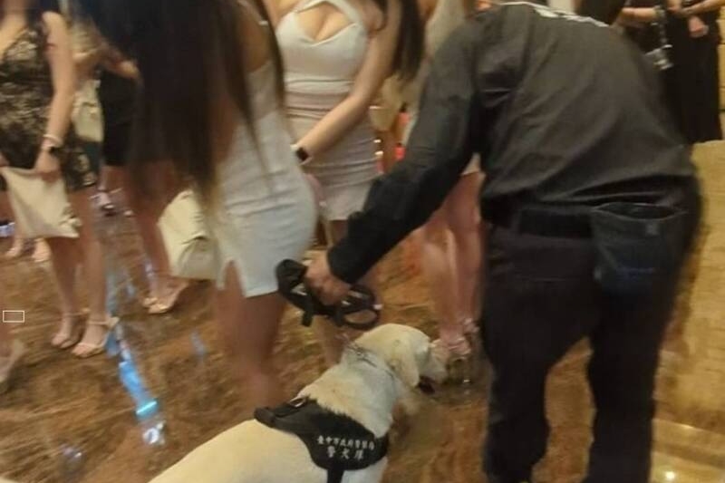 一整排酒店小姐依序配合臨檢，見到警犬可愛模樣忍不住想摸。（翻攝畫面）