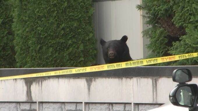 一頭成年的熊闖入盛岡市本宮市區的原敬紀念館院內。（翻攝自岩手放送）