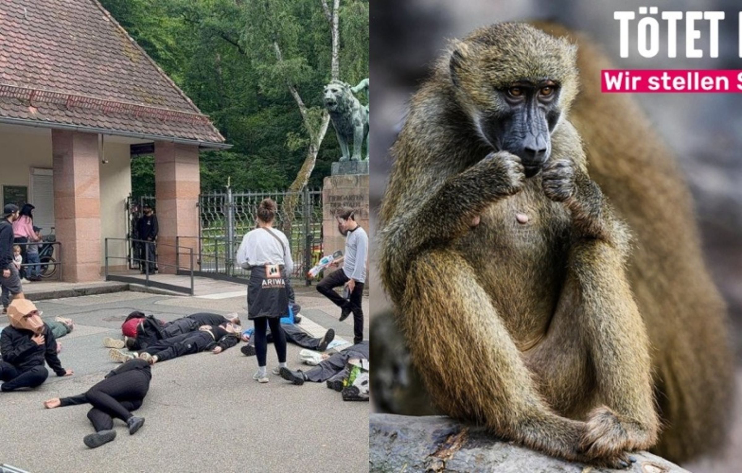 「不是老病殘，卻得死」德國12隻健康狒狒為何無法活下去？動物園外充滿抗議民眾（左圖）。（翻攝自X @Spliinterss／@tierschutz_bund）