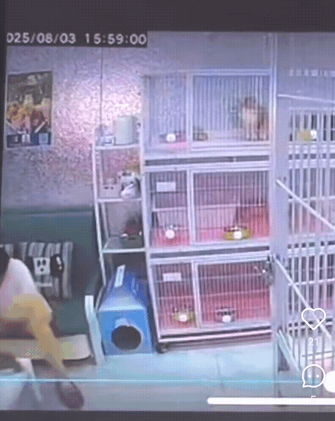 1名女子進入當地一間寵物咖啡廳竟趁店員不在場，對多隻幼貓進行長達半小時的暴力施虐。（翻攝微博）