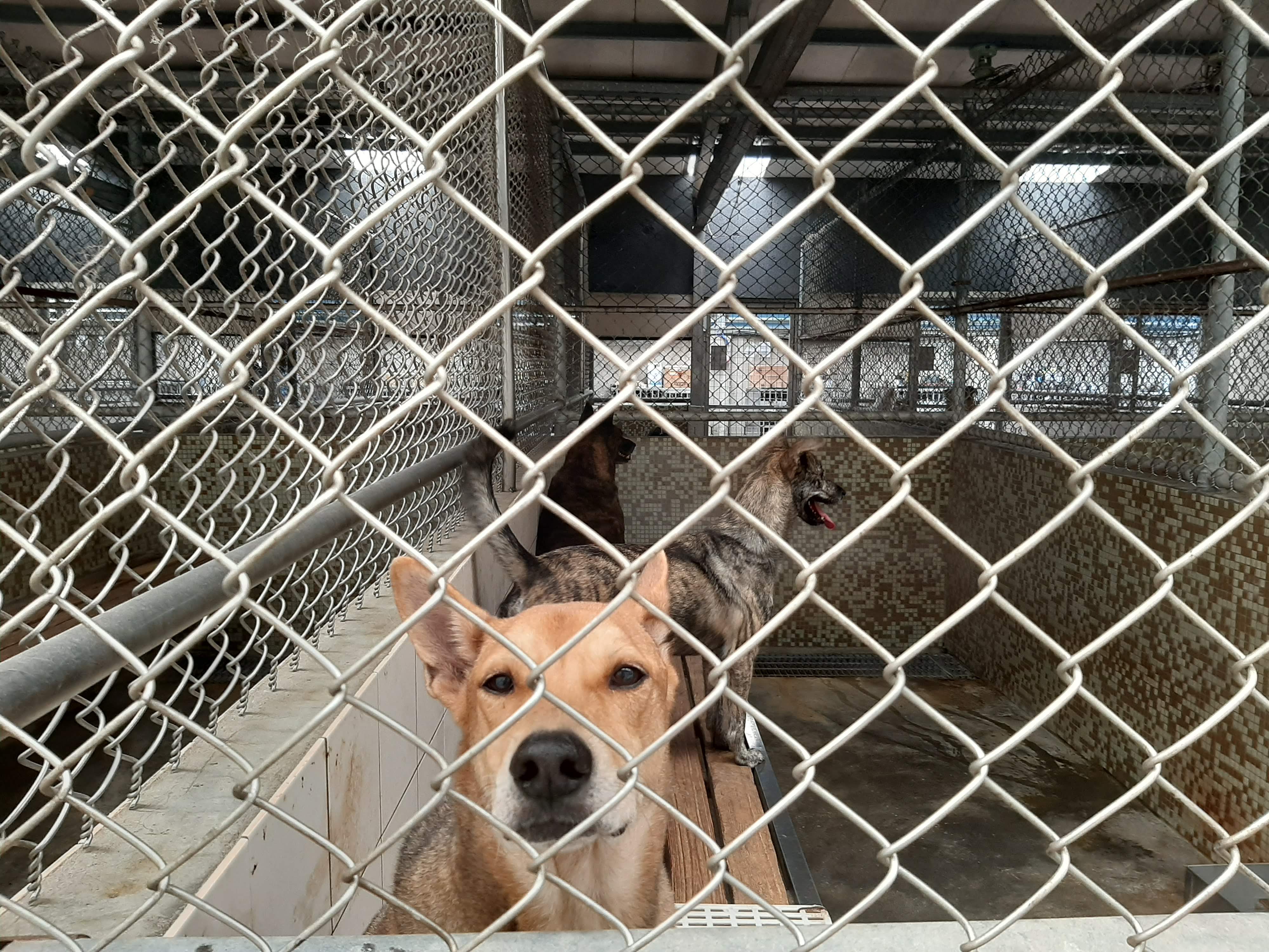 近年來寵物毛孩被棄養的頻率逐年攀升，台中市收容所更面臨嚴重的收容壓力。（本刊資料照）