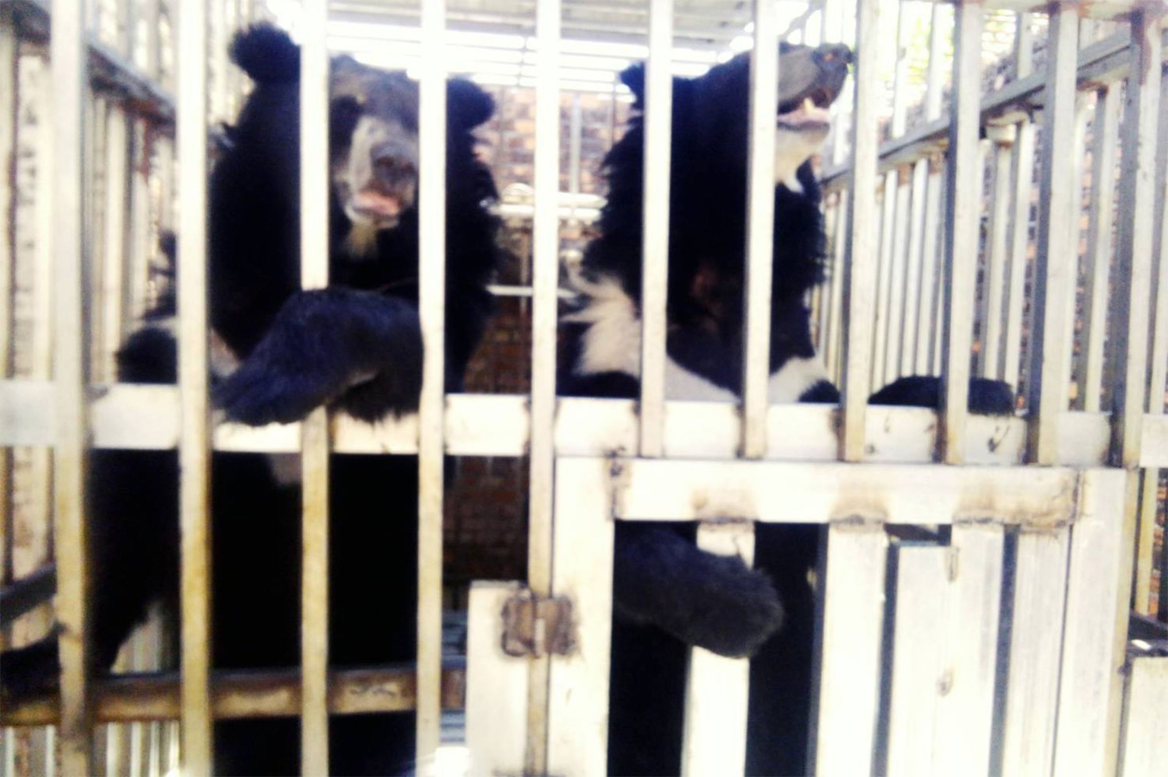 泰國軍隊巡查泰柬邊境賭場區時，意外揭發了一起殘酷的野生動物遺棄事件。（泰國國家公園、野生動植物保護局提供）