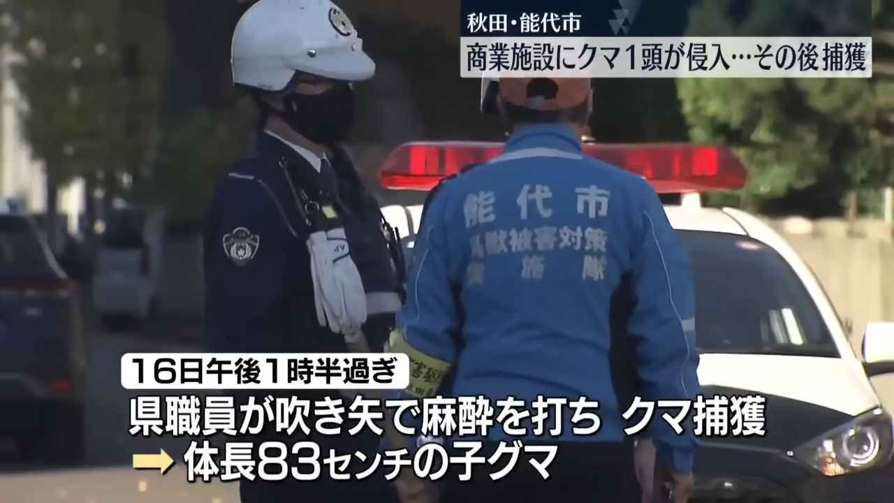 縣府人員和警方出動將闖入賣場的熊麻醉獵捕。（翻攝自 日テレNEWS）