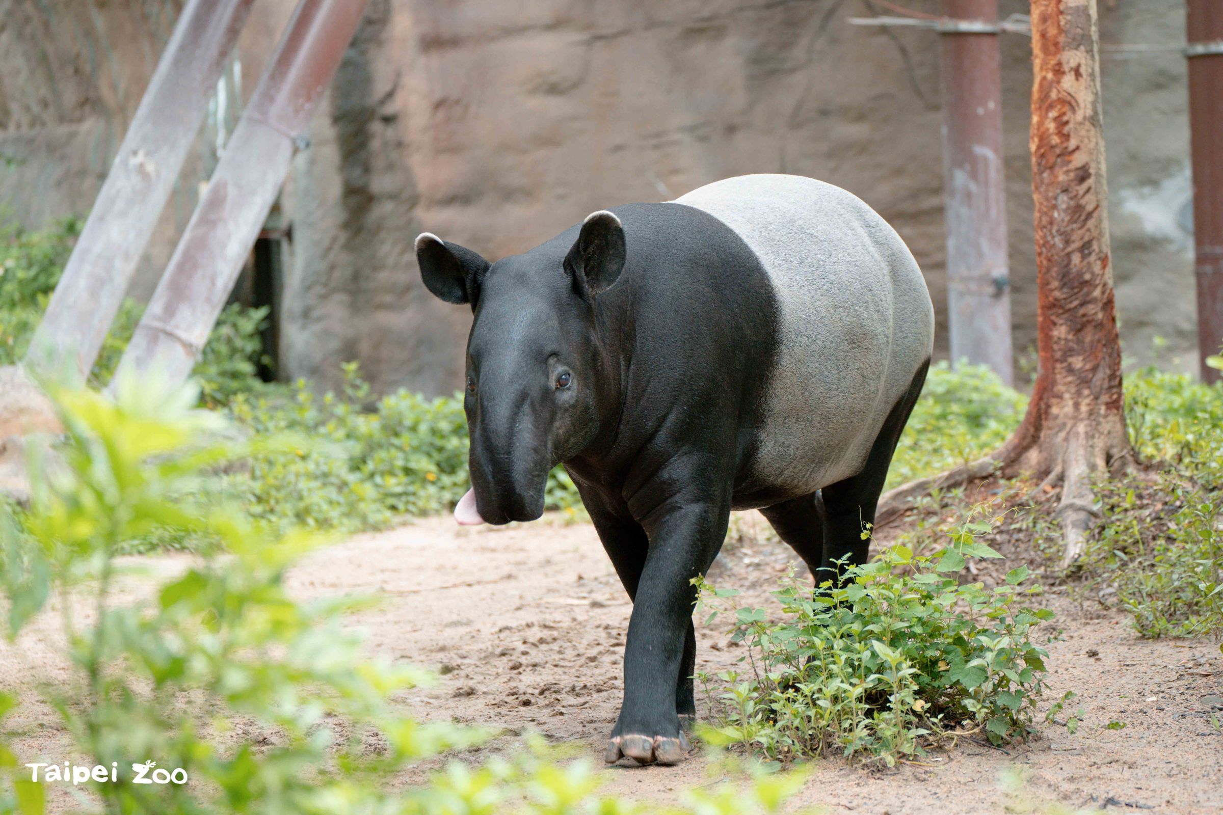 馬來貘「貘莉」是台北市立動物園第一隻成功繁殖的馬來貘。(台北市立動物園提供)