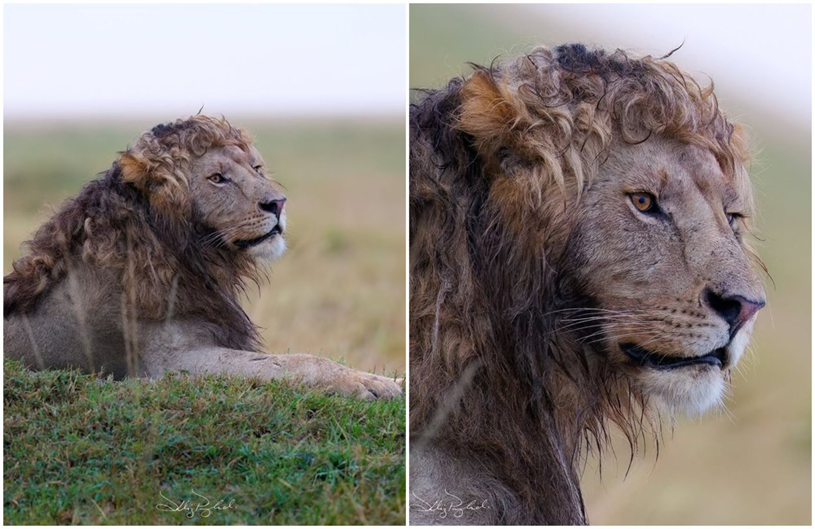 非洲「捲毛獅子」爆紅！自然捲鬃毛像髮廊燙的　網讚：根本希臘男神
