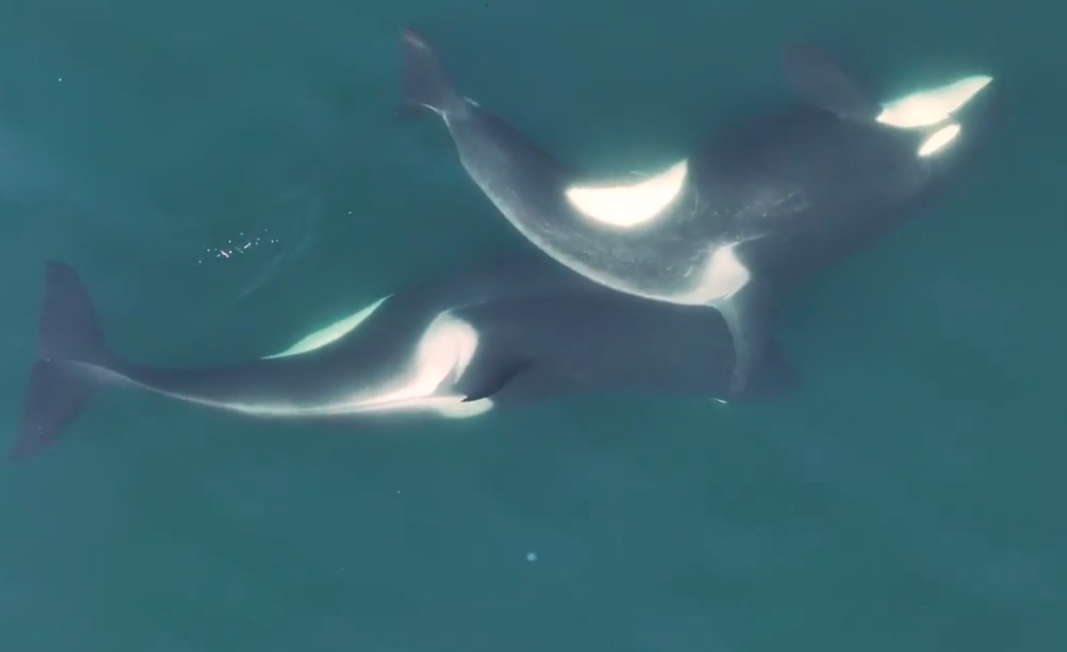 一項新研究驚奇發現，北太平洋的虎鯨竟然會咬斷海帶，幫同伴「搓背去角質」！（翻攝自美國鯨魚研究中心、美國國家海洋暨大氣總署）