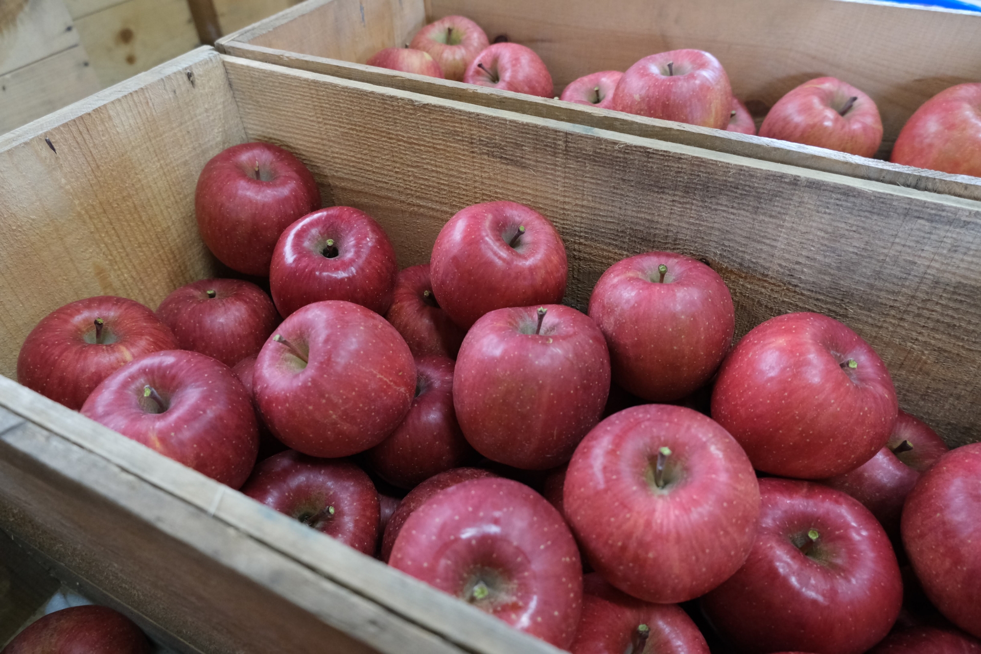 日本青森農業協會的蘋果倉庫遭竊長達3年多，被偷走超過600公噸蘋果，共損失2.24億日圓。（示意圖，photoAC）