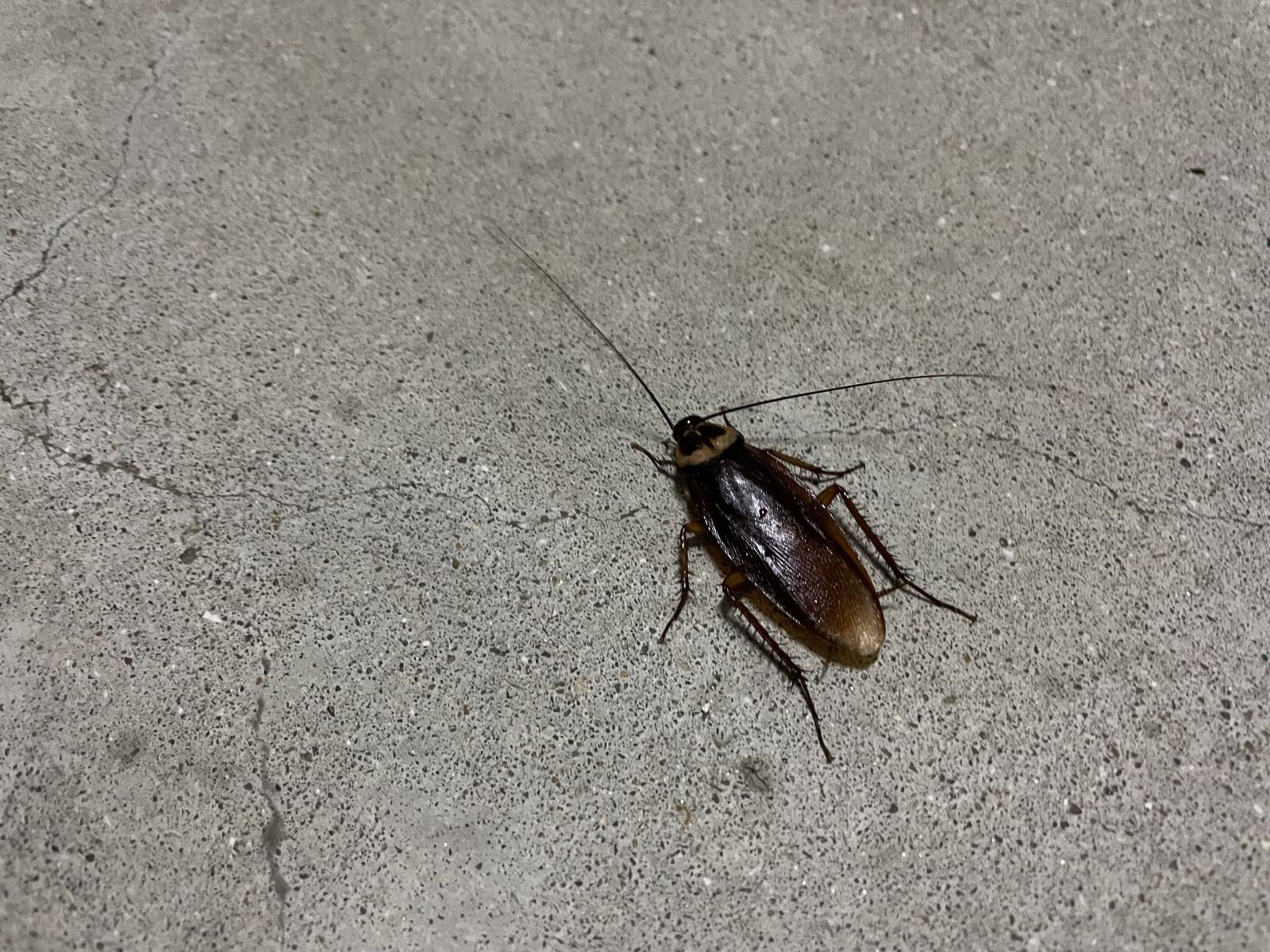 沒有天敵！日本九州淪「巨型蟑螂樂園」居民崩潰　專家曝暴增完全紮根主因