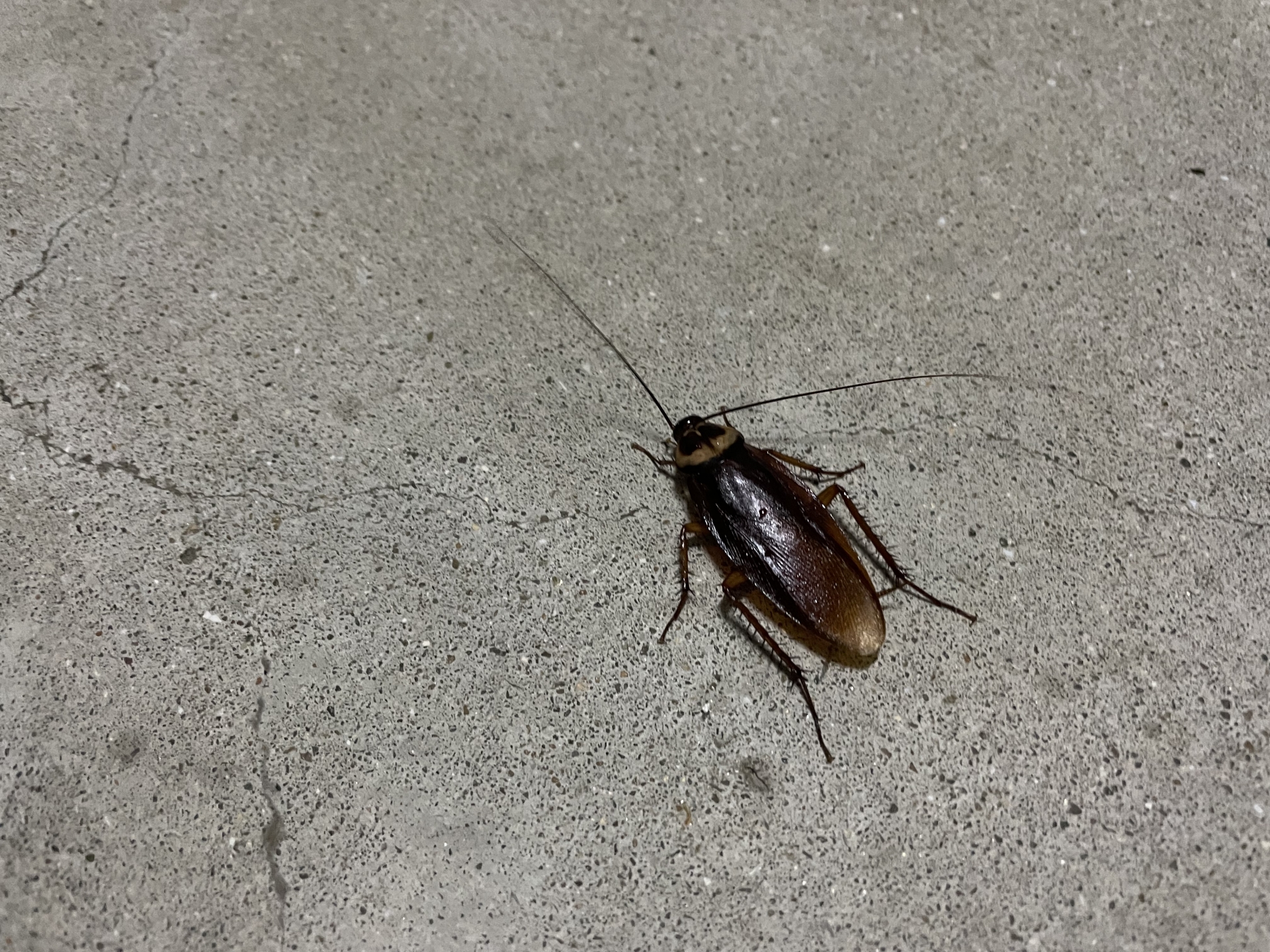 昆蟲系教授黃紹毅指出，保持居家環境整潔、乾燥，善用凝膠餌劑可有效杜絕蟑螂在家中出沒。（示意圖，photoAC）