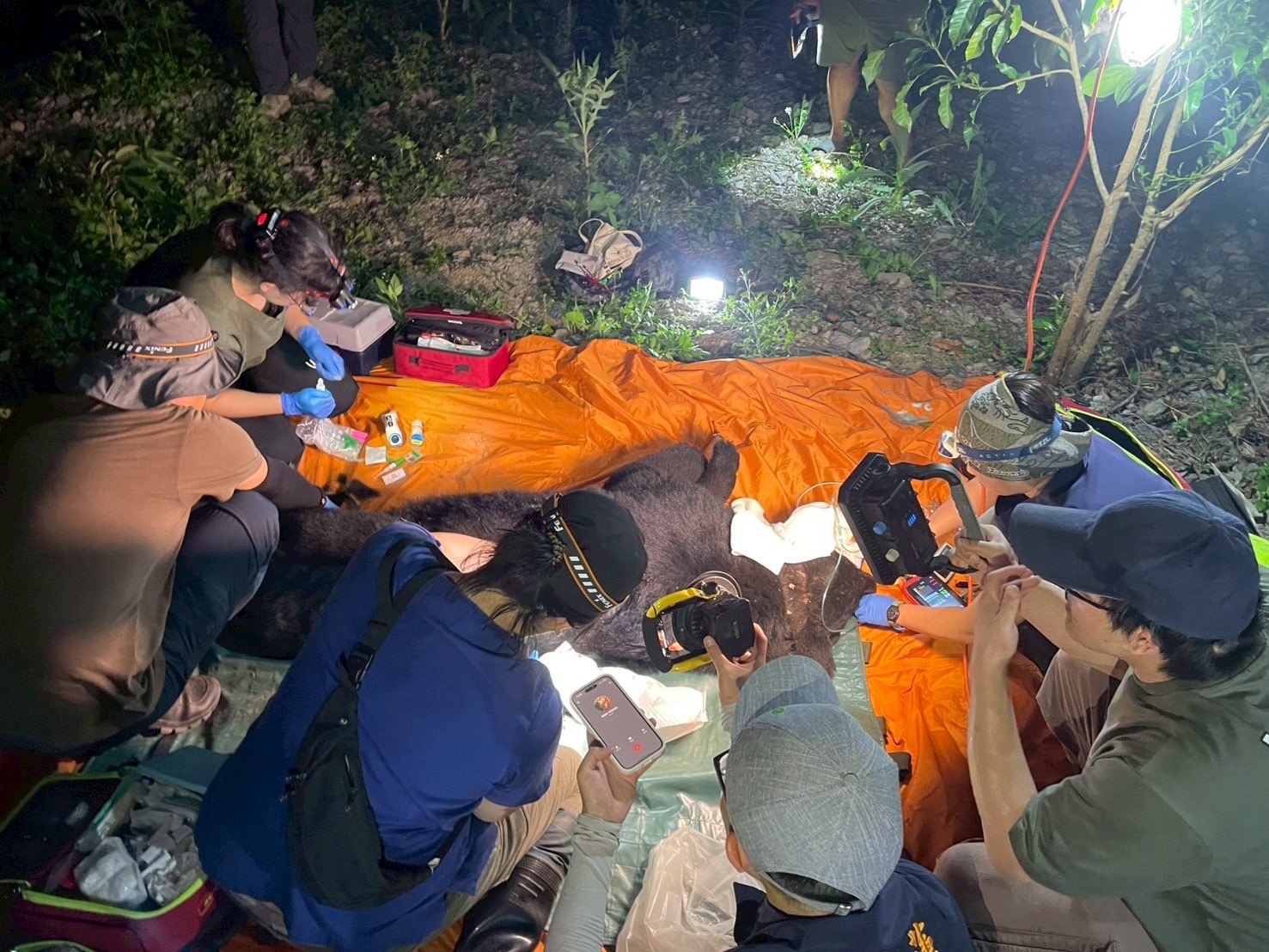 卓溪入侵黑熊再度掠食犬隻,巡護隊員險遭攻擊防衛擊槍,黑熊緊急送醫仍不幸身亡。(林保署提供)