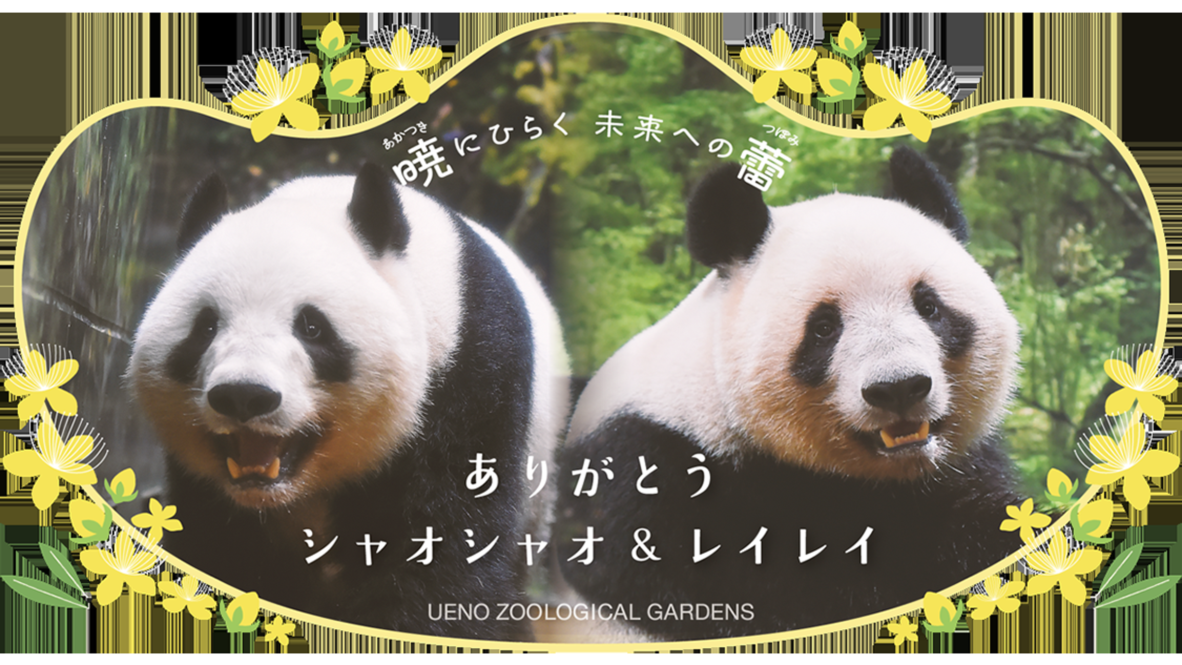 上野動物園感謝大貓熊曉曉、蕾蕾。（翻攝上野動物園官網）