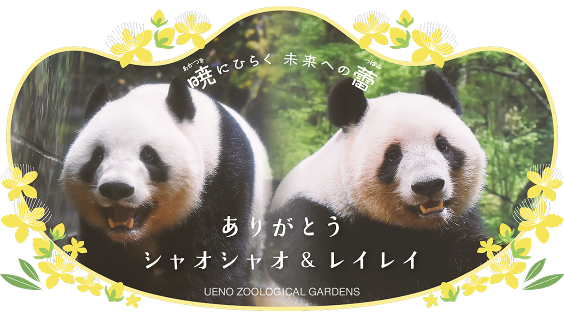 上野動物園感謝大貓熊曉曉、蕾蕾。（翻攝上野動物園官網）