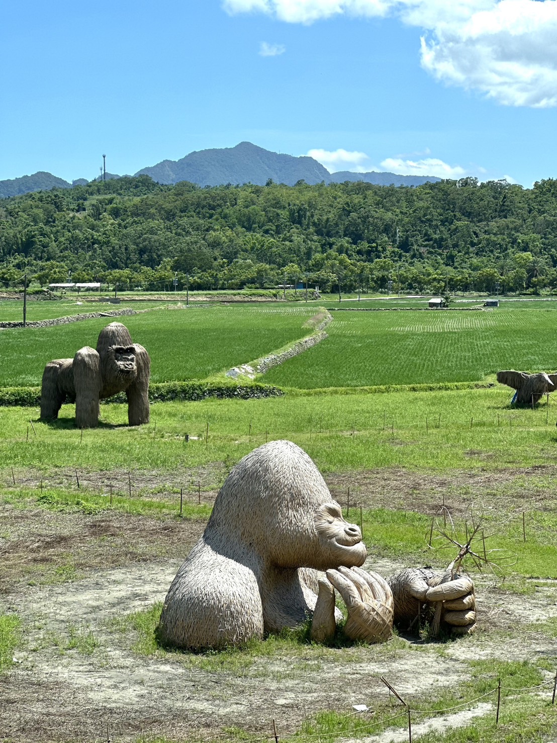 「富里稻草藝術季」的稻草大猩猩表情相當俏皮，令人莞爾。