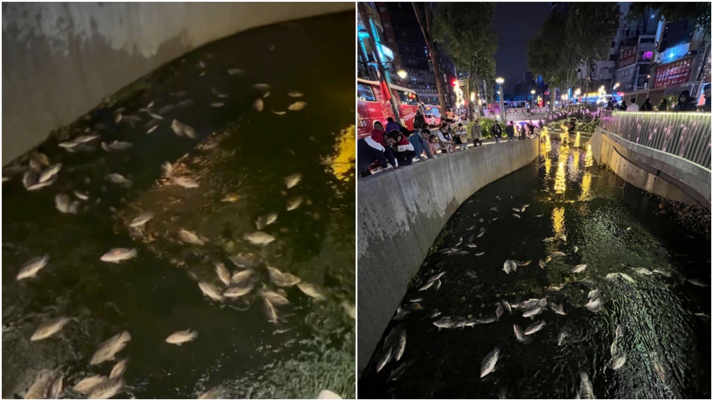 台中綠川魚群突死一片，引發討論。（翻攝自threads）