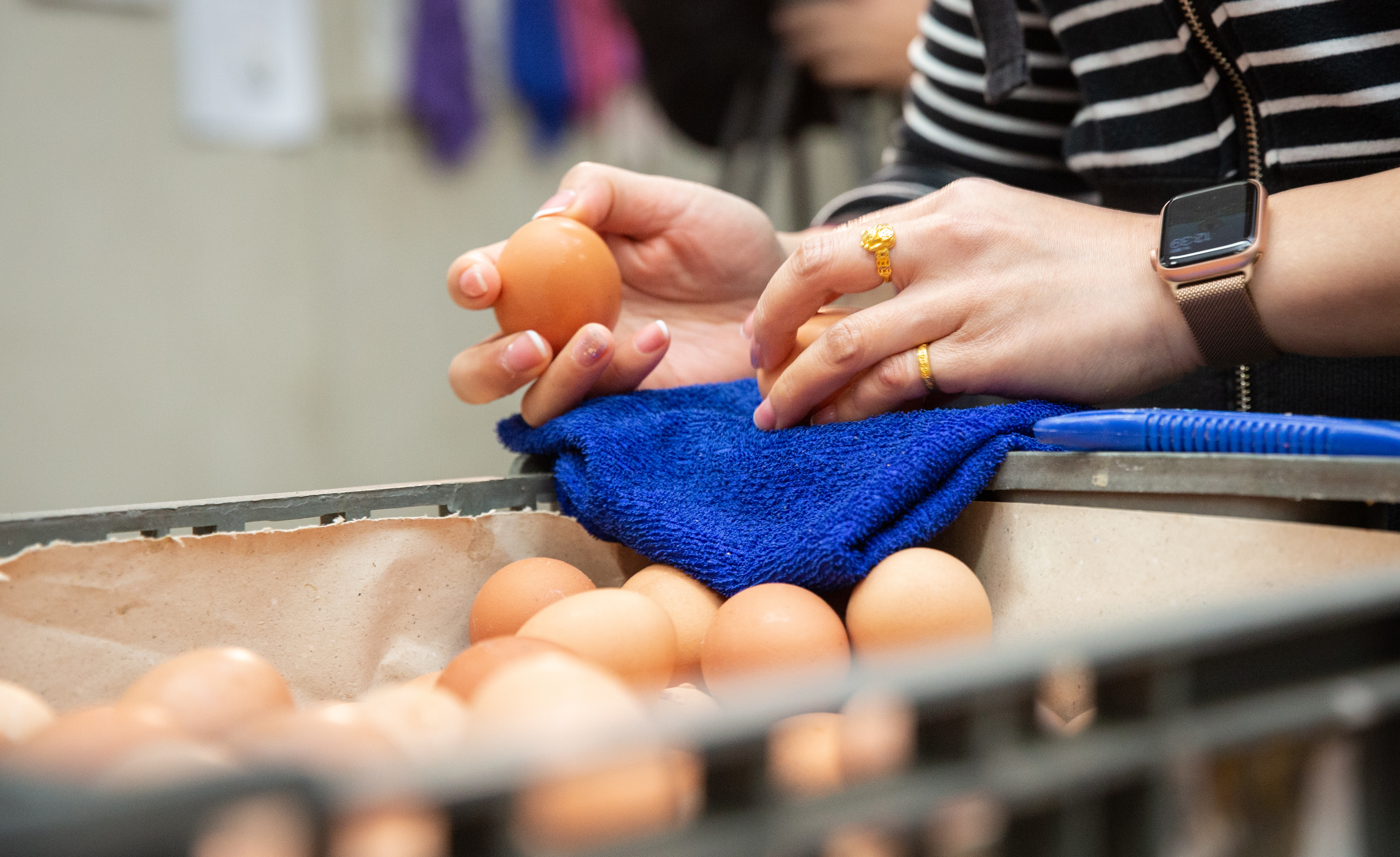 北市府教育局今宣布,即日起開放學校午餐使用CAS液蛋。(示意圖,本刊資料照)