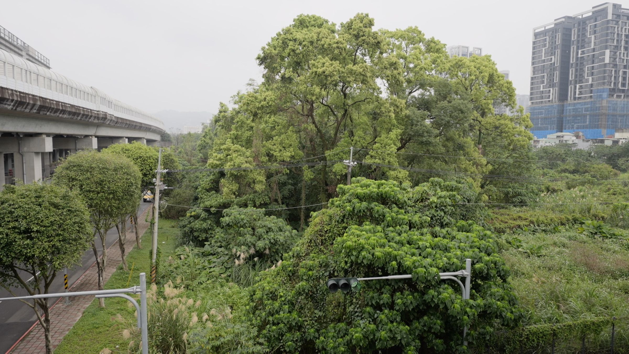 位於新店十四張捷運站周邊的一大片珍貴樹木與樟樹群,未來將納入公園用地,以保留珍貴樹木。