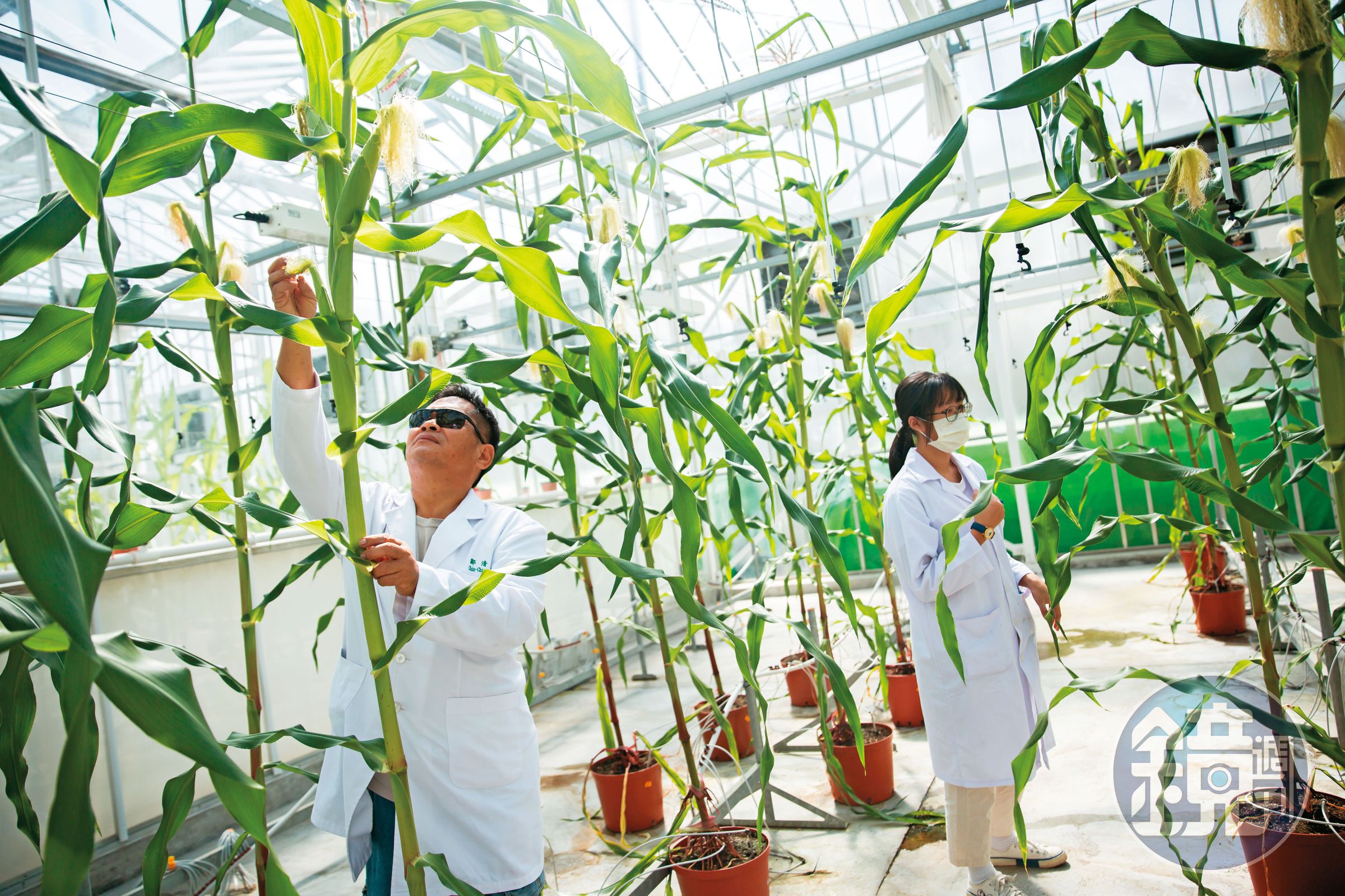 荷蘭專業溫室公司替正瀚量身打造的高規格實驗溫室，有智慧型環控系統，並可保持全年光照需求。