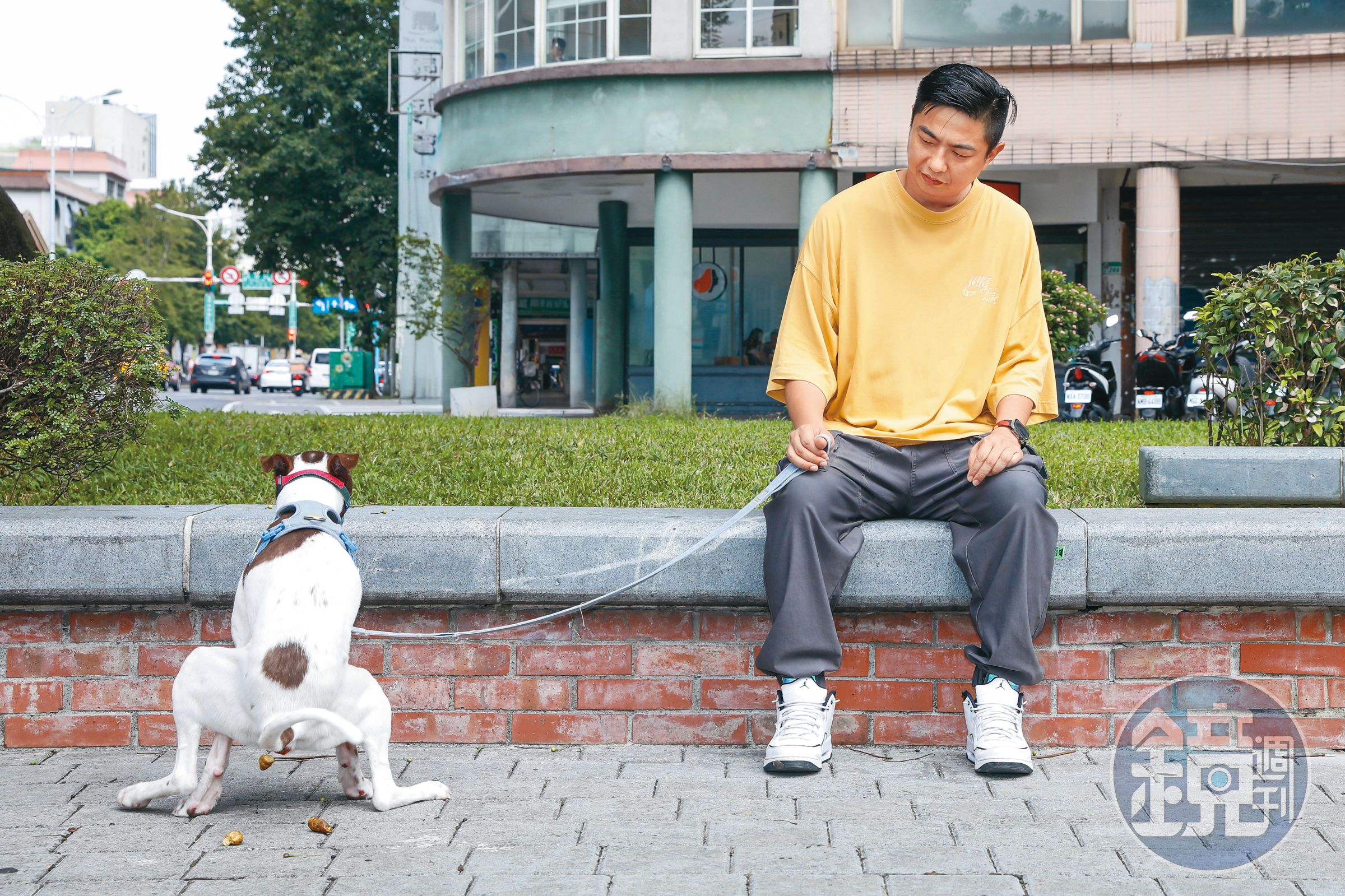 攻擊欲旺盛的米克斯QQ被熊爸牽著散步，猝不及防在路邊屙起大便。