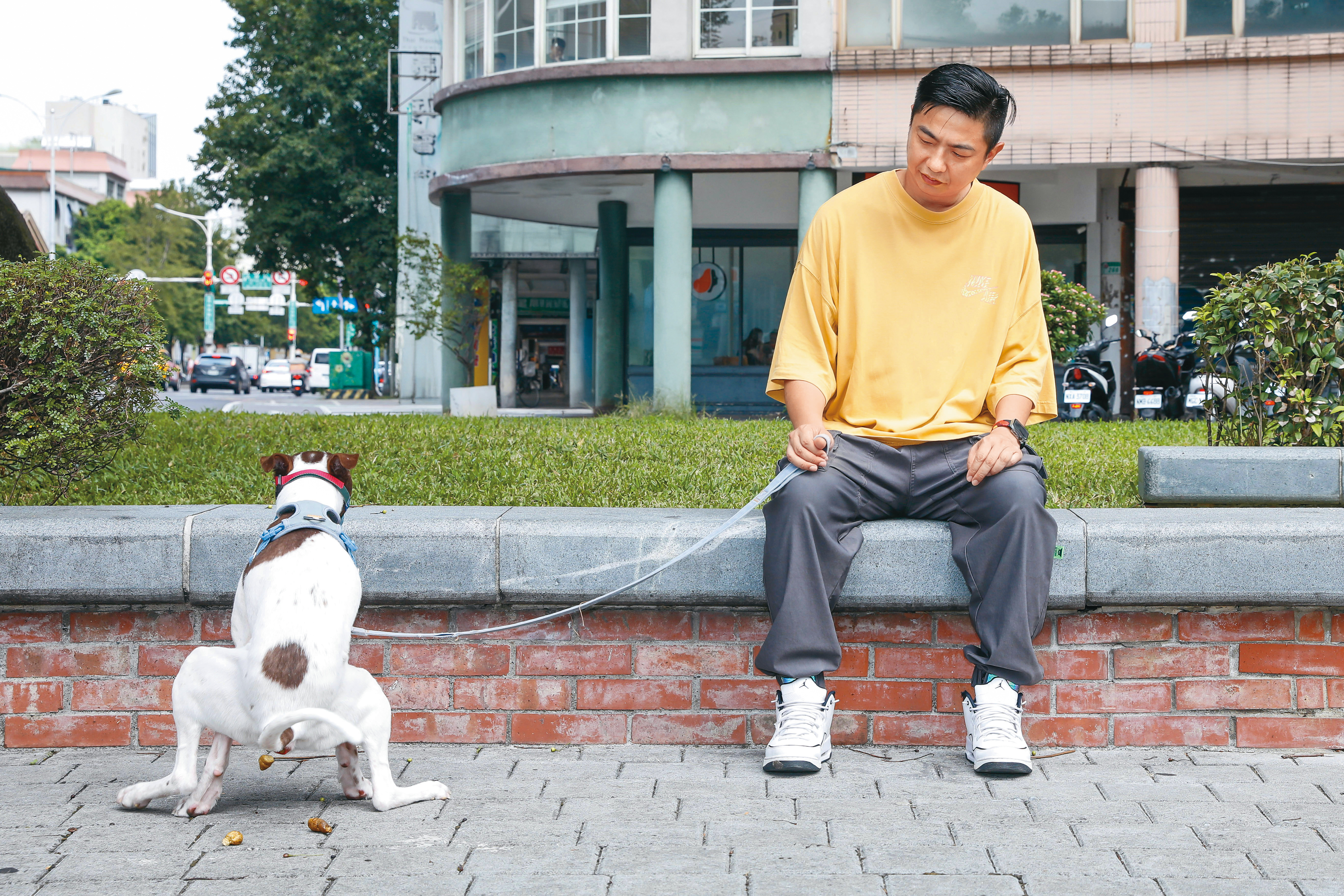 攻擊欲旺盛的米克斯QQ被熊爸牽著散步，猝不及防在路邊屙起大便。