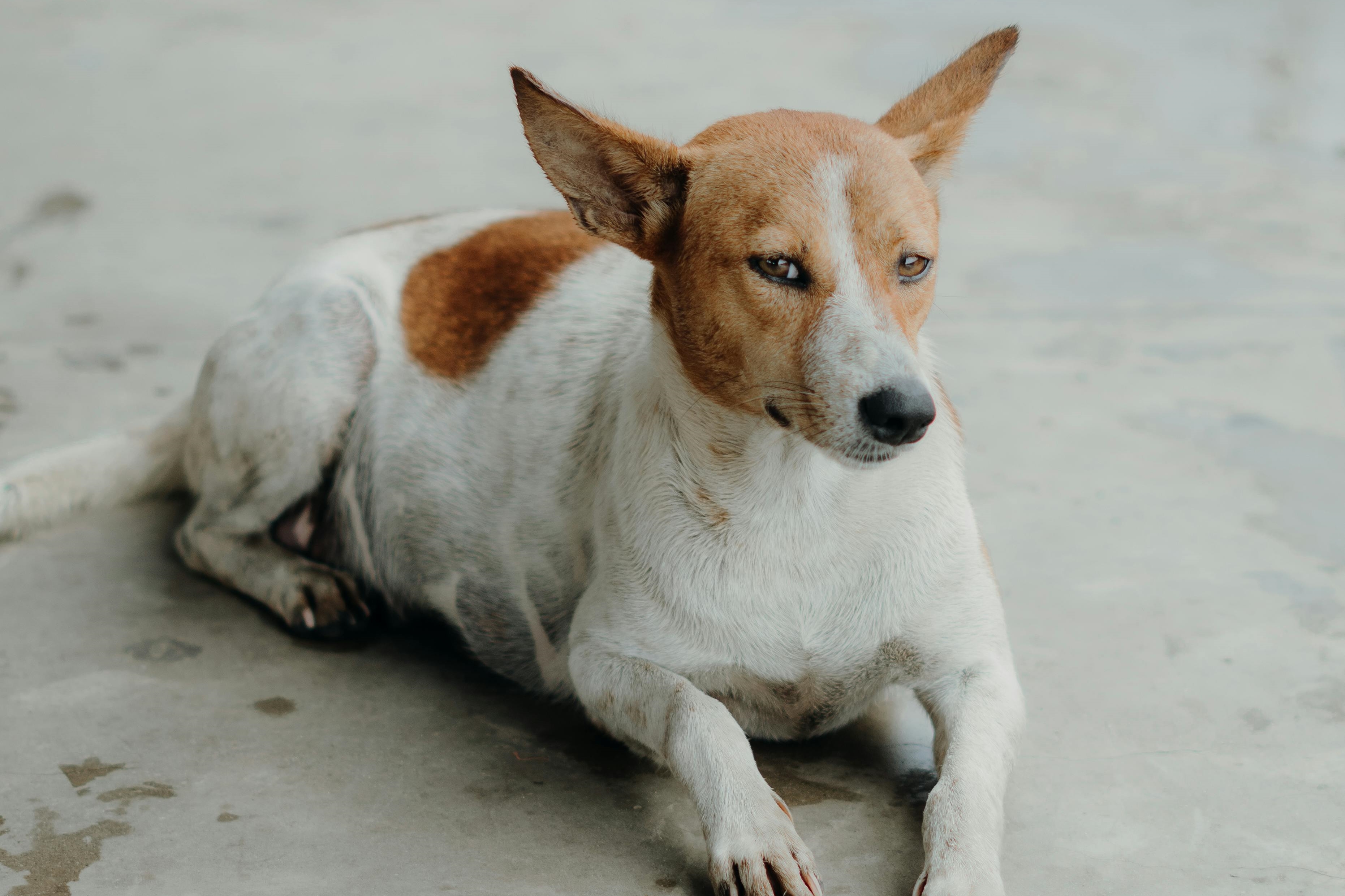 曼谷多地傳出狂犬病疫情。（pexels提供）