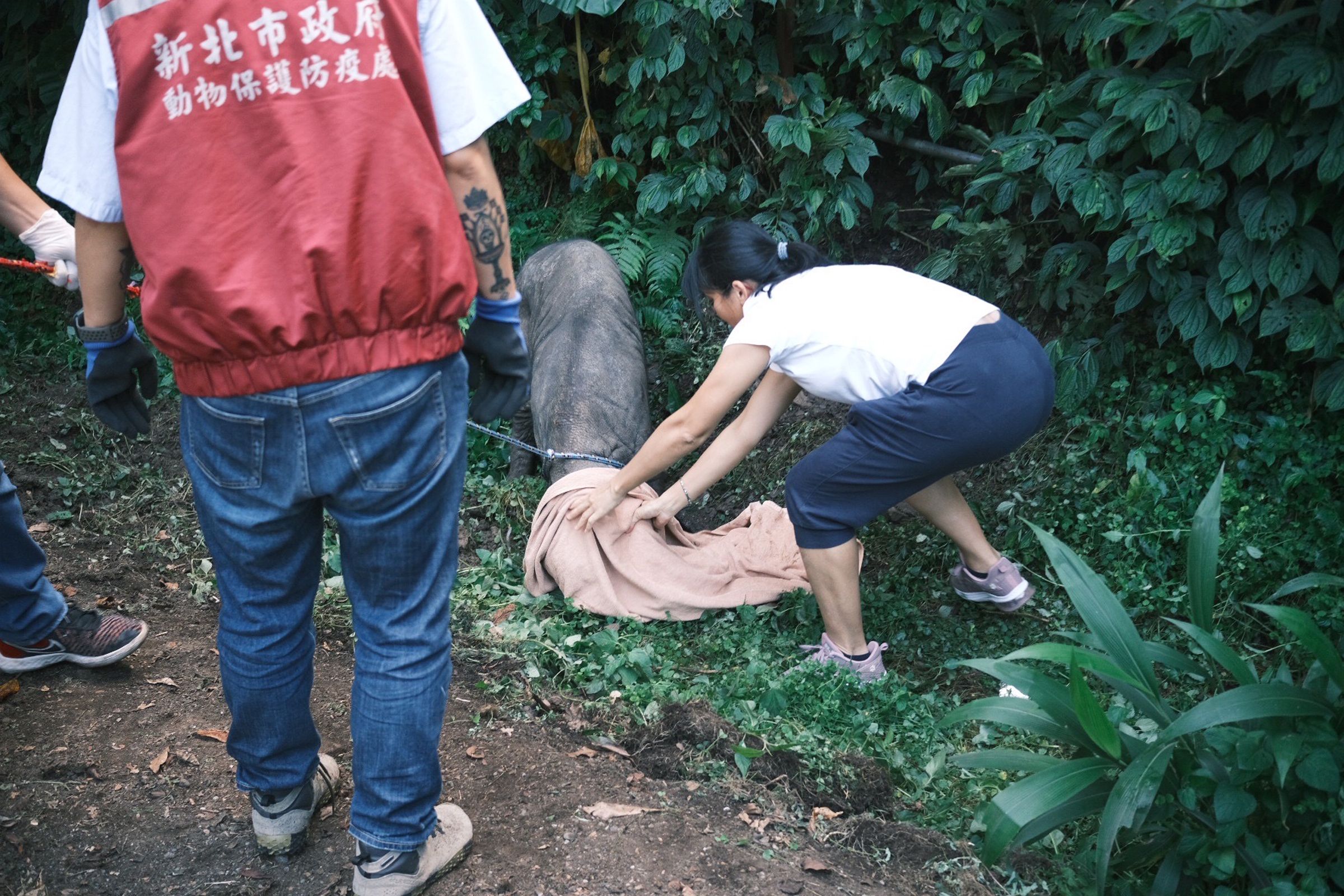 豬隻抓捕過程。(新北動保處提供)