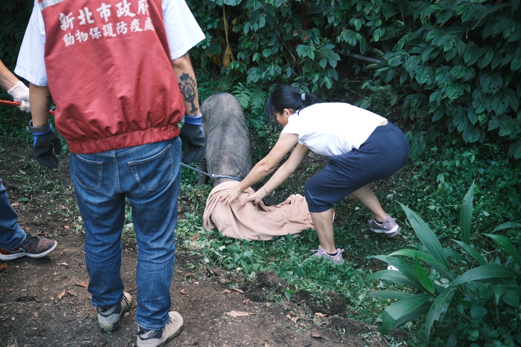 豬隻抓捕過程。（新北動保處提供）