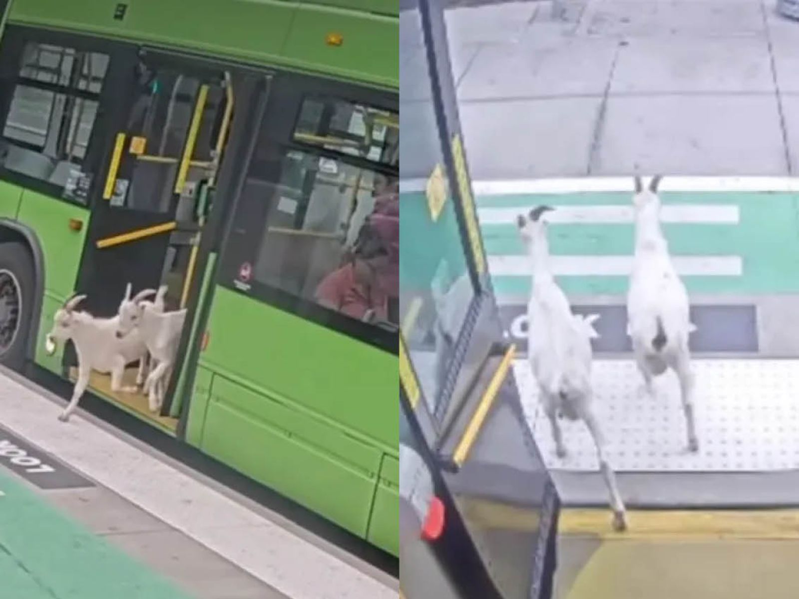 人民的「GOAT」?兩山羊趁人潮偷搭公車爆紅 司機大讚:史上最佳乘客