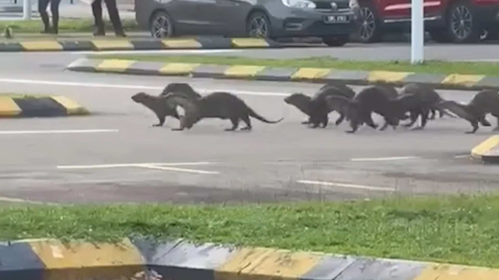 水獺8劍客於公園暴走，攻擊人類。（翻攝自紐約郵報）