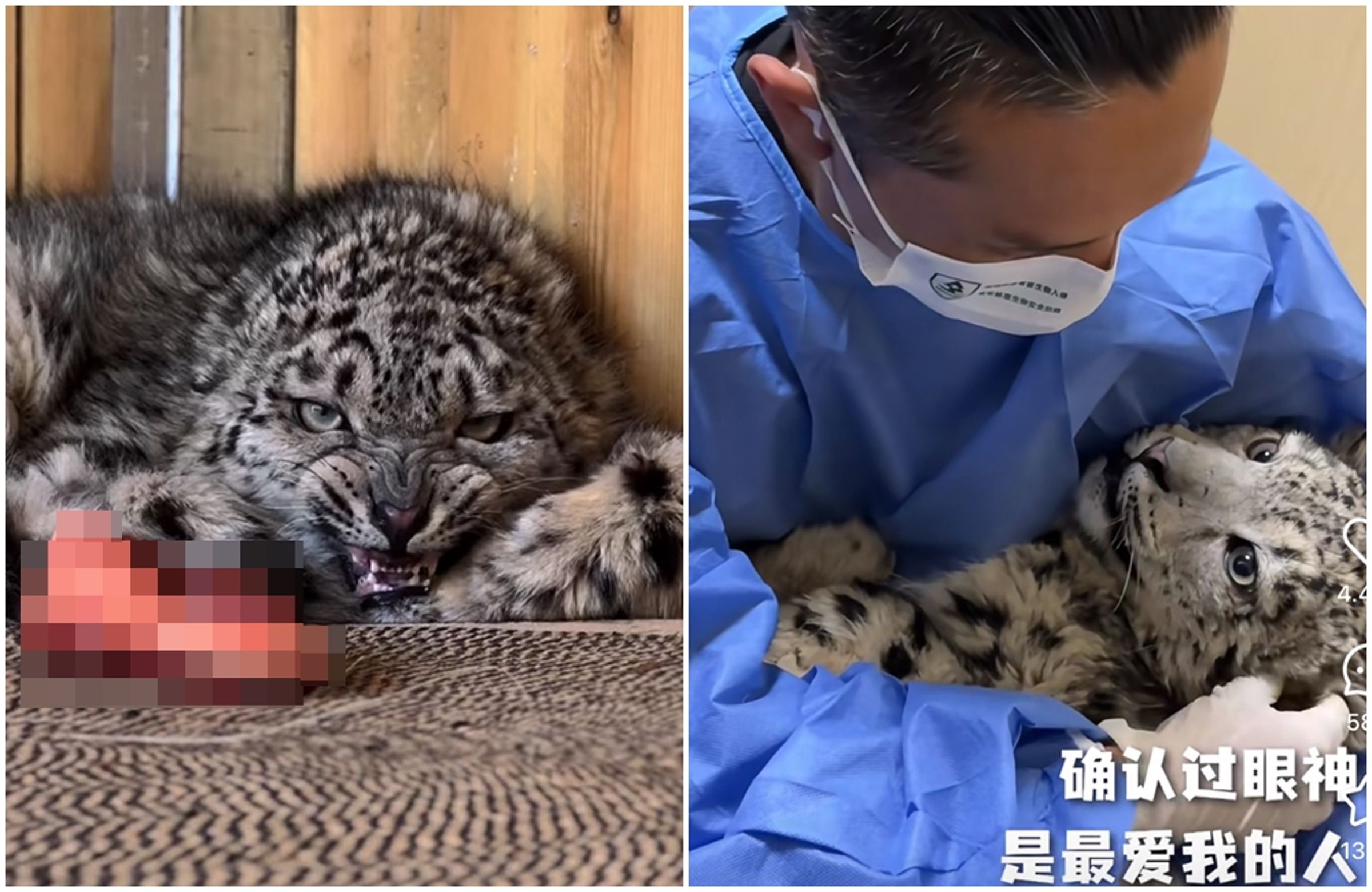 雪豹凌小蟄對把牠從瀕死救回的專家流露出溫柔的眼神。(翻攝自小紅書)