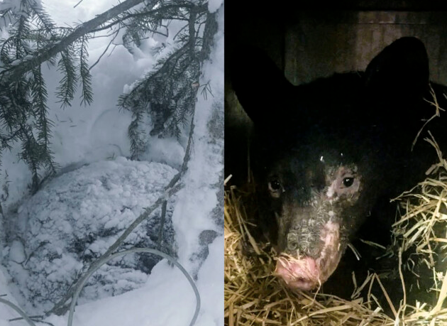 一隻凍傷的幼熊獲好心人及野生動物志工救援，正送往保育中心治療復原。（翻攝自Northern Lights Wildlife Society臉書）