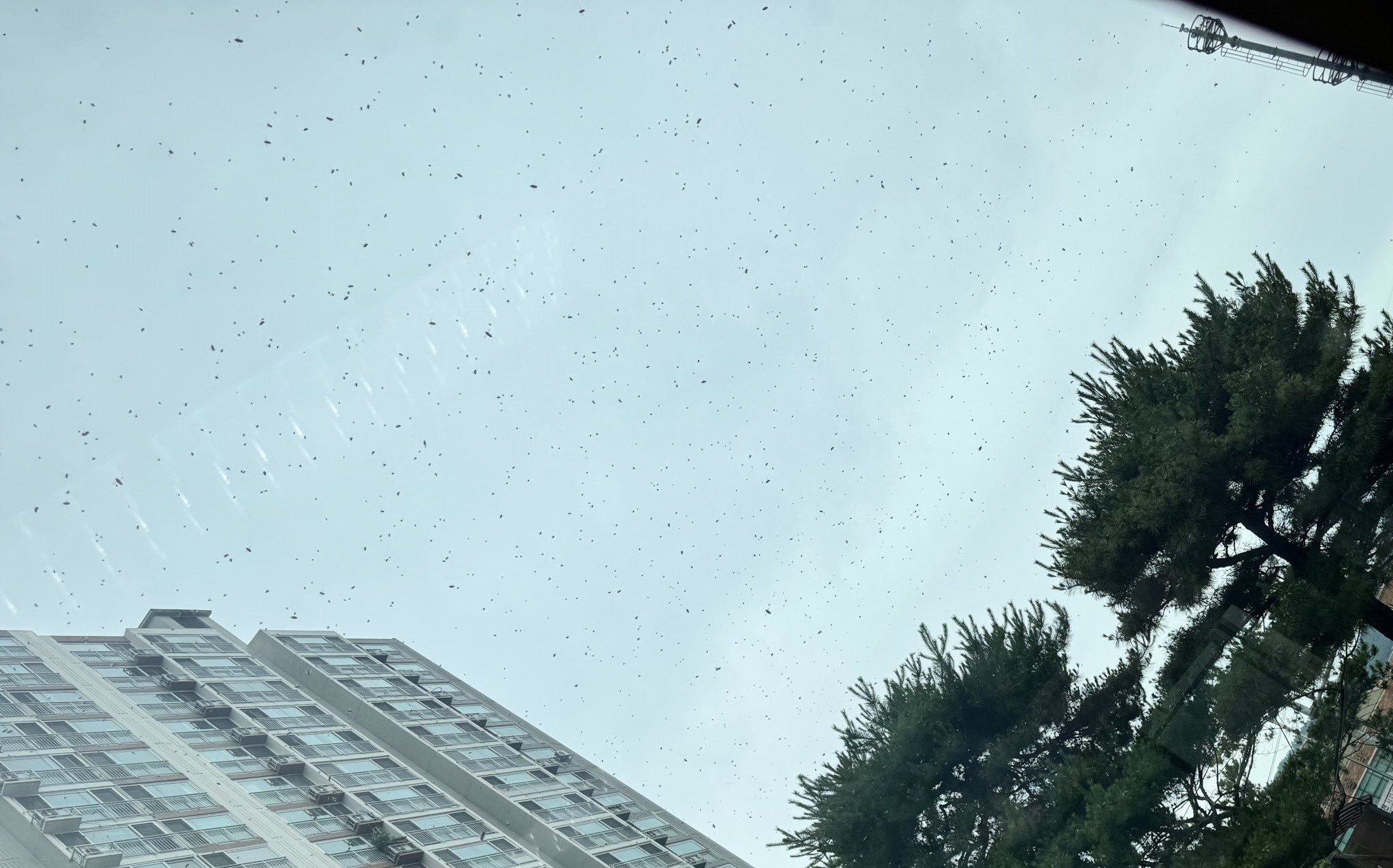 首爾近期出現爆量黑色蟲子，所幸對人體並無害處。（翻攝X）