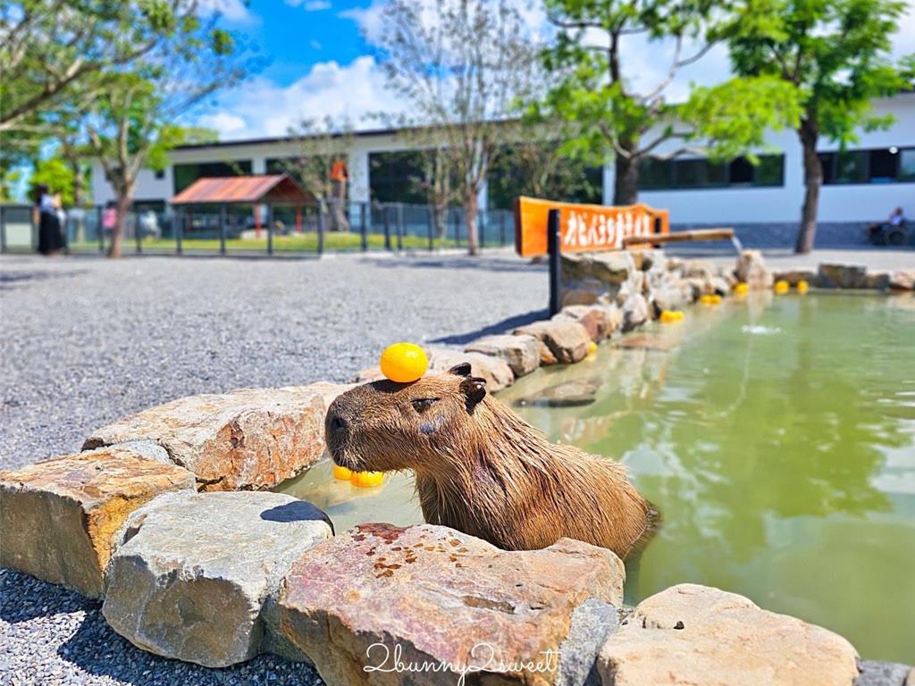 宜蘭張美阿嬤農場經營困難，九九峰動物樂園伸出援手，接手動物照護工作。（九九峰動物樂園提供）