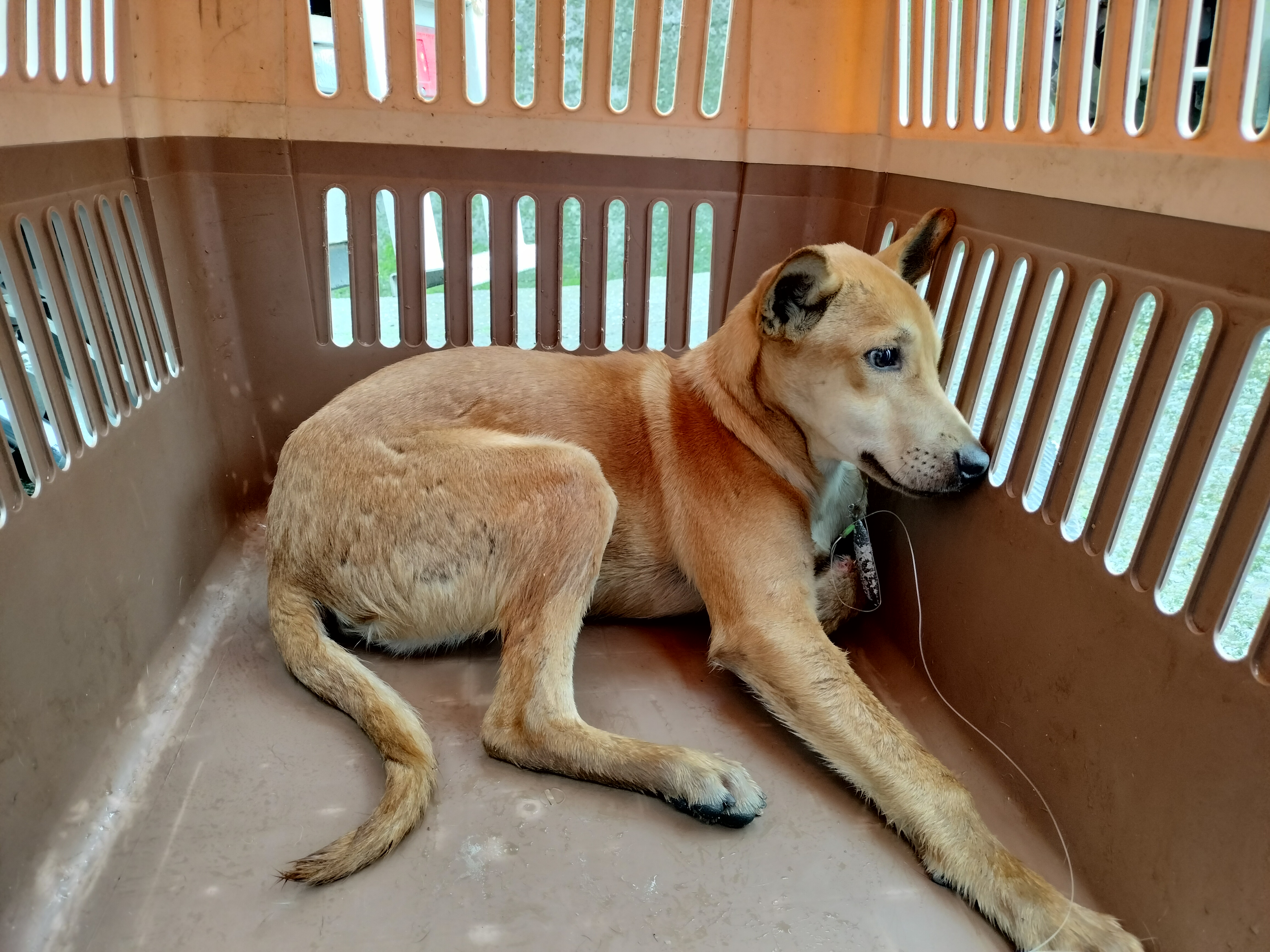 犬隻臉頰及左前肢遭魚鉤穿刺疼痛無法動彈。（新北動保處提供）