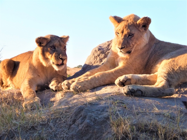 丹麥一名母親將女兒生病的小馬捐給動物園讓獅子獵食，響應園方募集「獵物」的活動。（示意圖，photoAC）