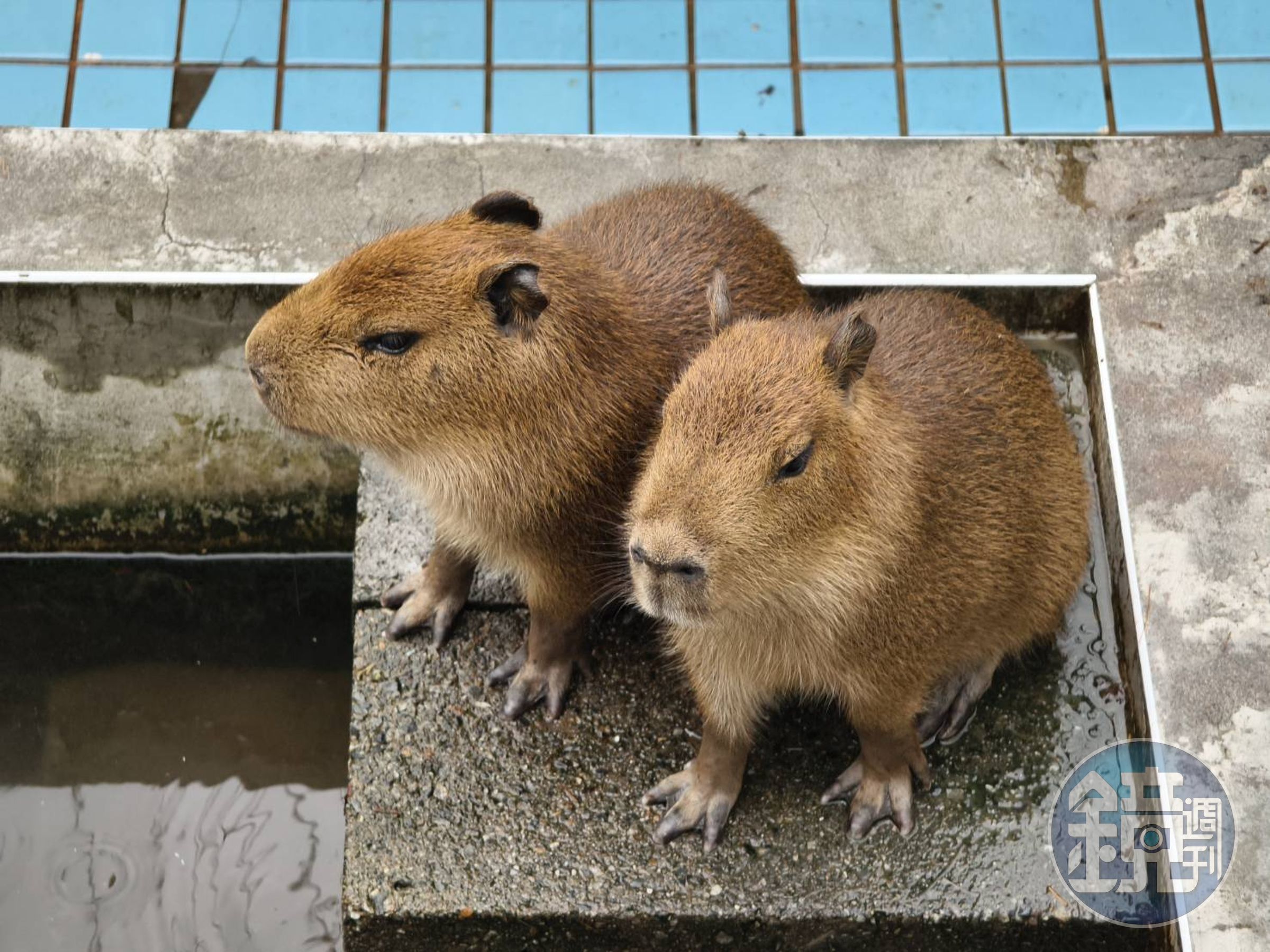 柯心平透露自己除了蟲也很愛鼠類動物,就連水豚都養在自己家。(柯心平提供)