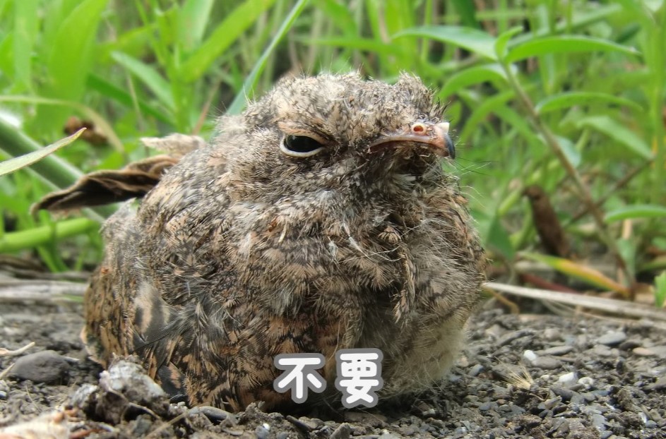 夜鷹寶寶外型圓滾滾，看上去就像一坨「小灰塵」。（翻攝「屏東科技大學保育類野生動物收容中心」臉書）