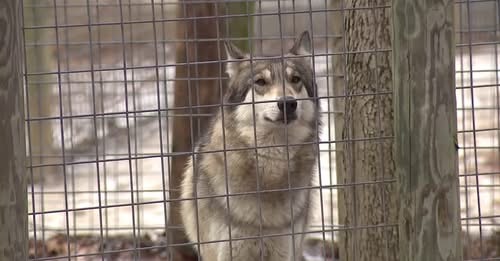 情人節想詛咒前任渣男女友，這間動物園幫你扎小人「屍體斷肢餵狼吃」。（翻自「T&D's Cats of the World」臉書）
