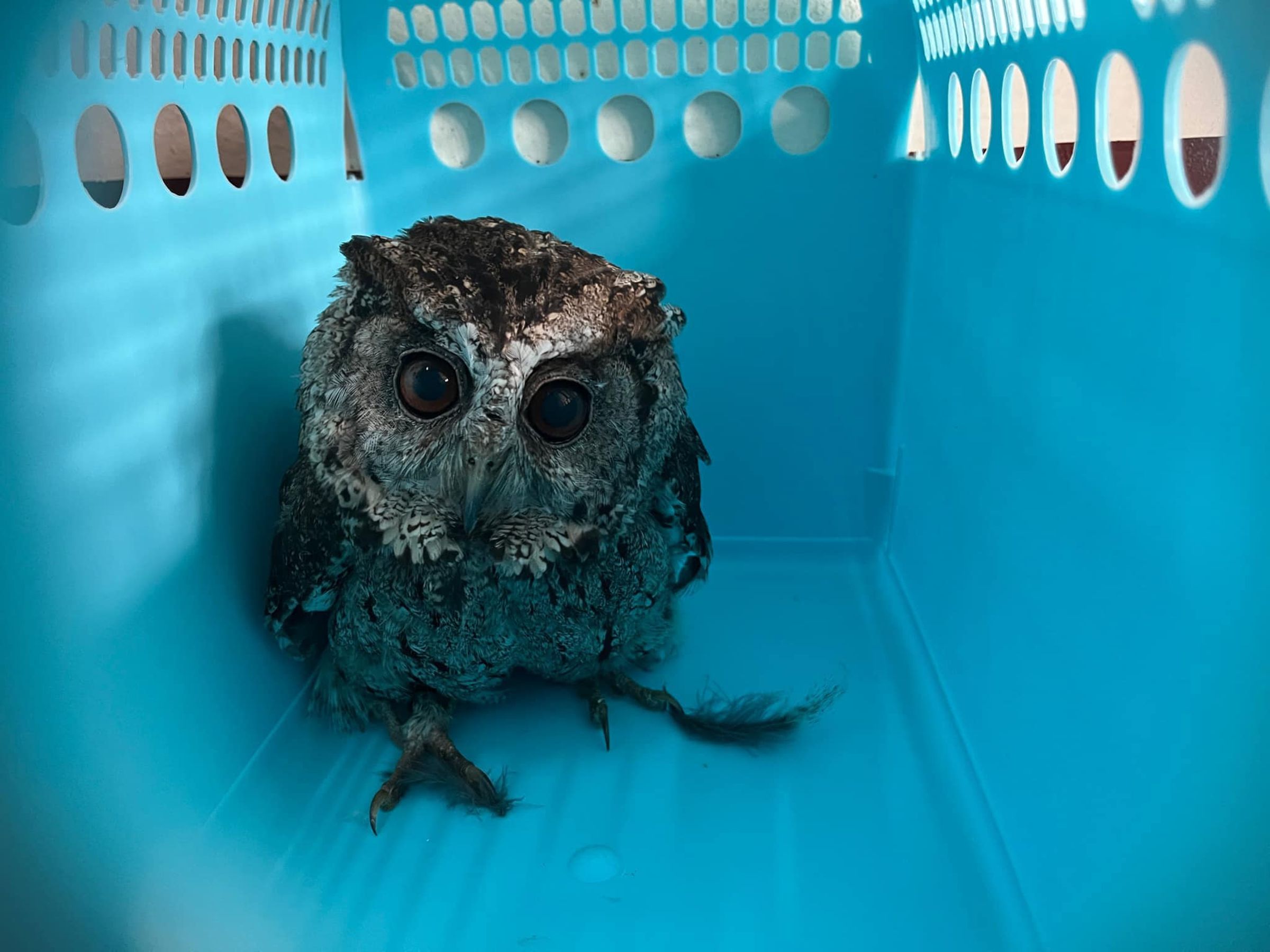 年近18歲的領角鴞「綠白」安詳離世。(翻攝台中市野生動物保育學會臉書)
