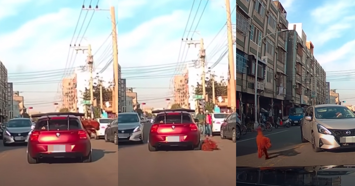 一隻紅毛巨型貴賓犬搭車出遊，從後座窗戶滾出車外，造成交通大亂。（翻攝自WoWtchout - 地圖型行車影像分享平台YouTube）