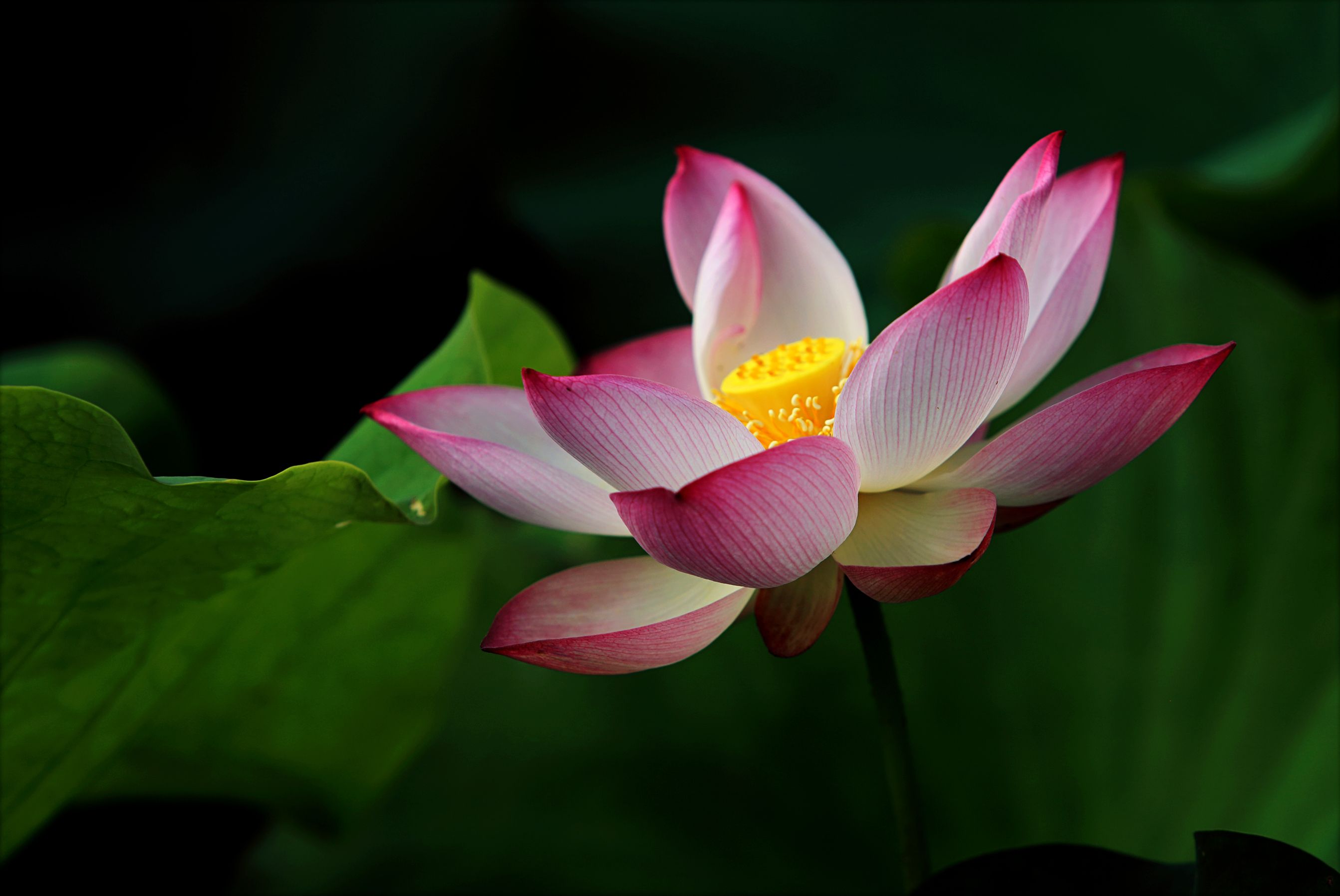 今（23日）迎來二十四節氣中的「大暑」，天氣極為炎熱。（翻攝自pexels）